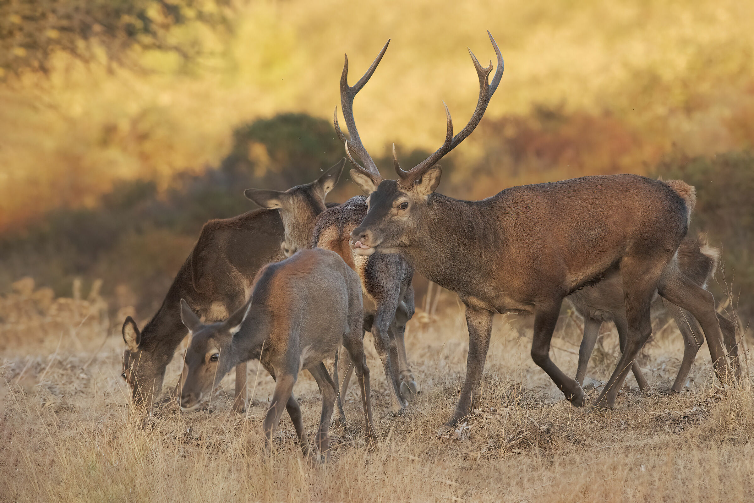 Sardinian deer