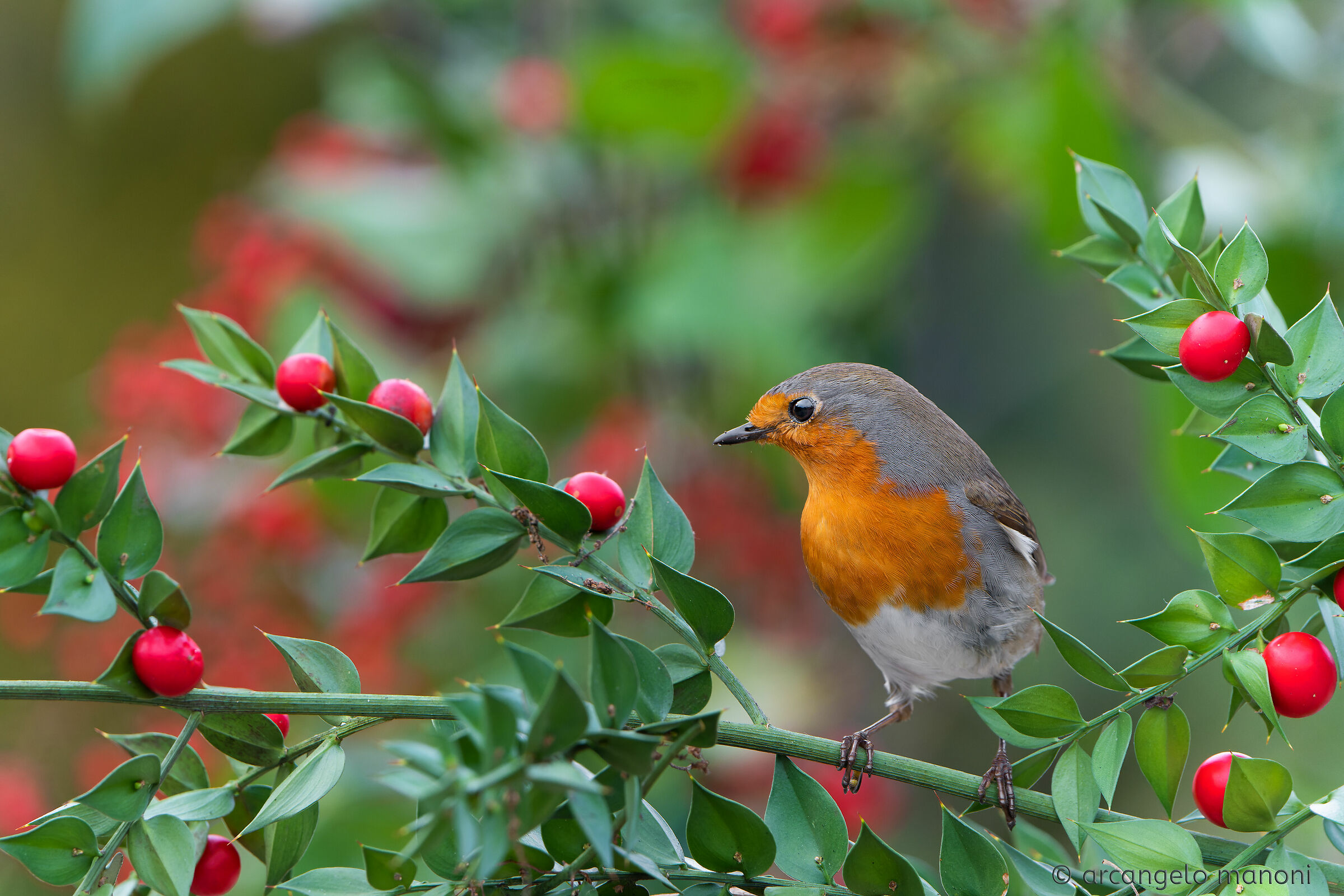 Robin and the Cherries