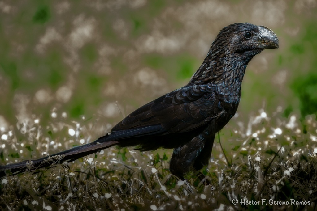 Smooth-fatturato Ani