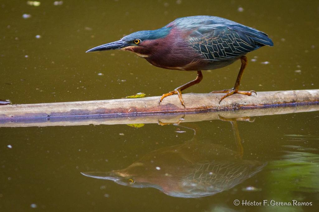 Green Heron