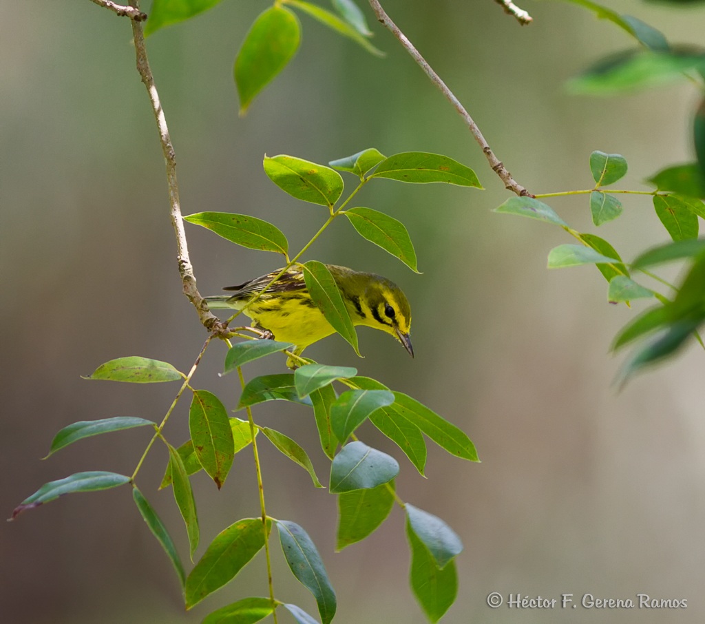 Prairie Warbler