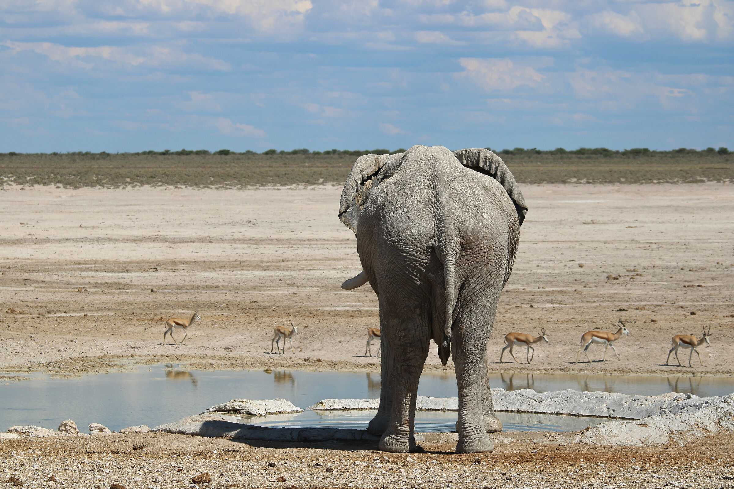 Primi avvistamenti nel parco Etosha