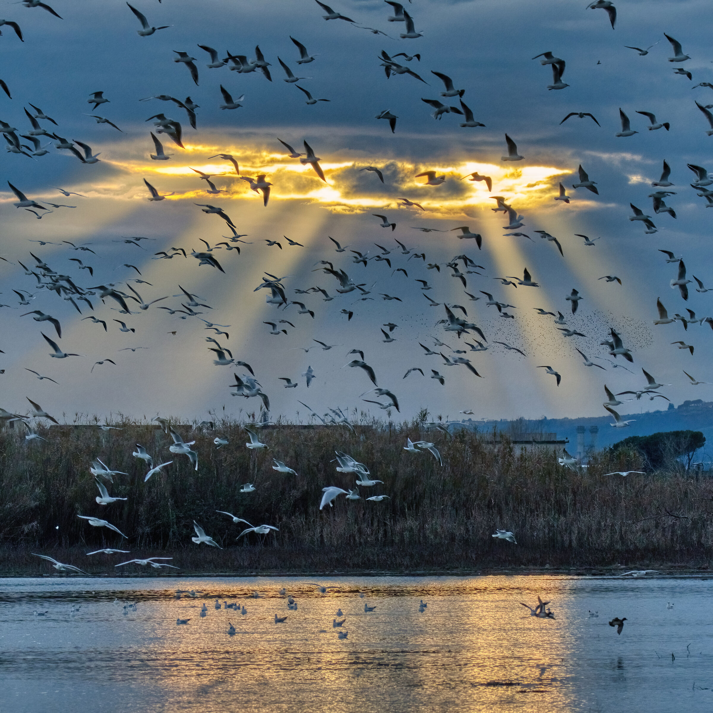 Gabbiani sul Lago di Peretola