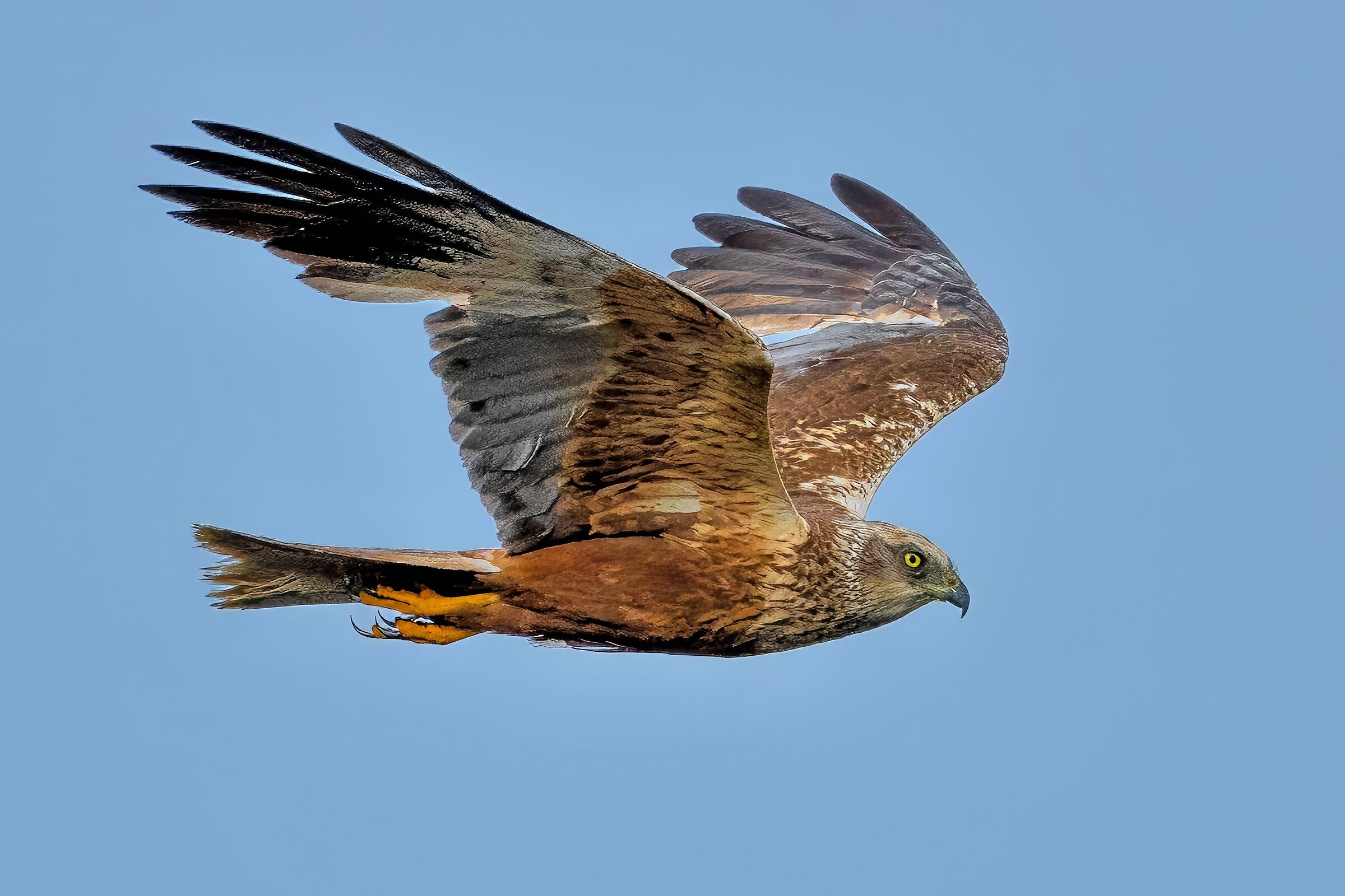 Falco di palude (Circus aeruginosus)