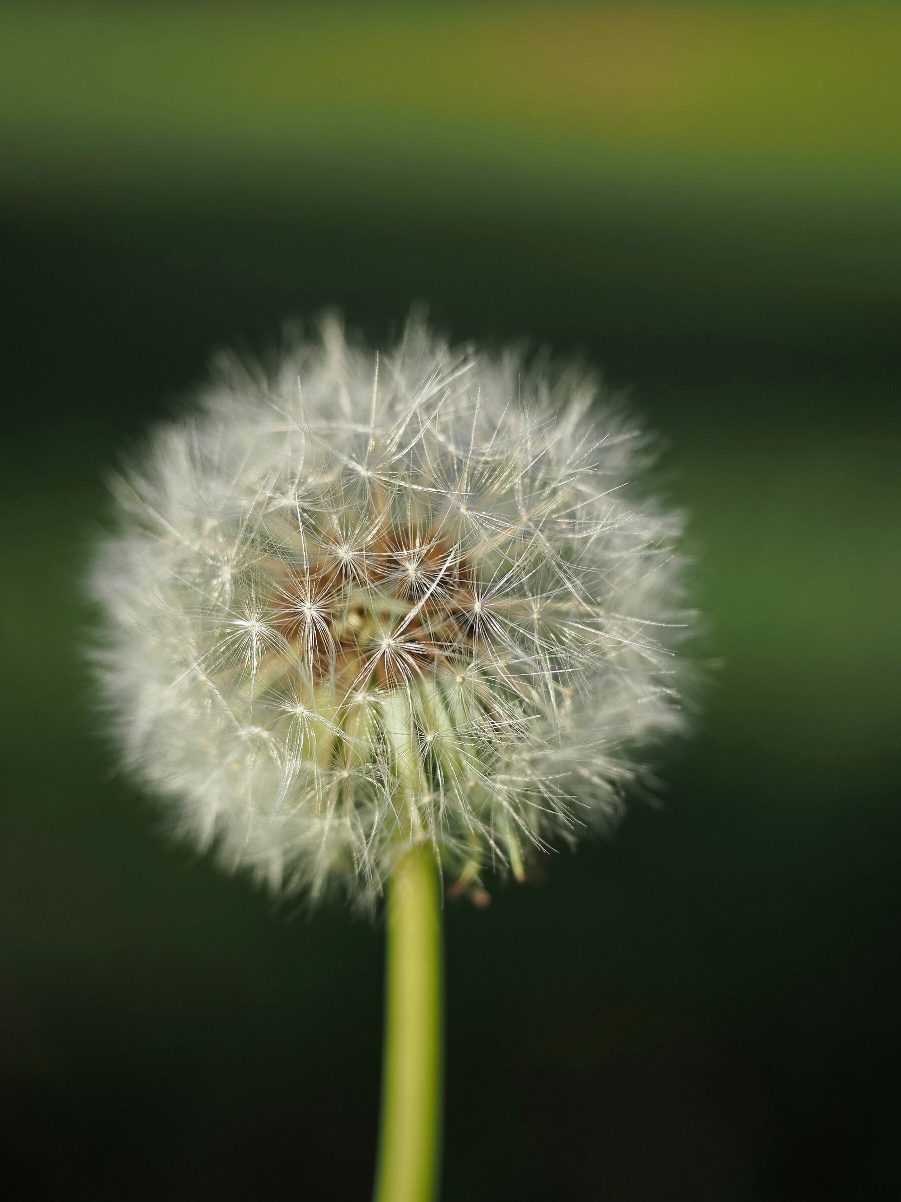 Dandelion