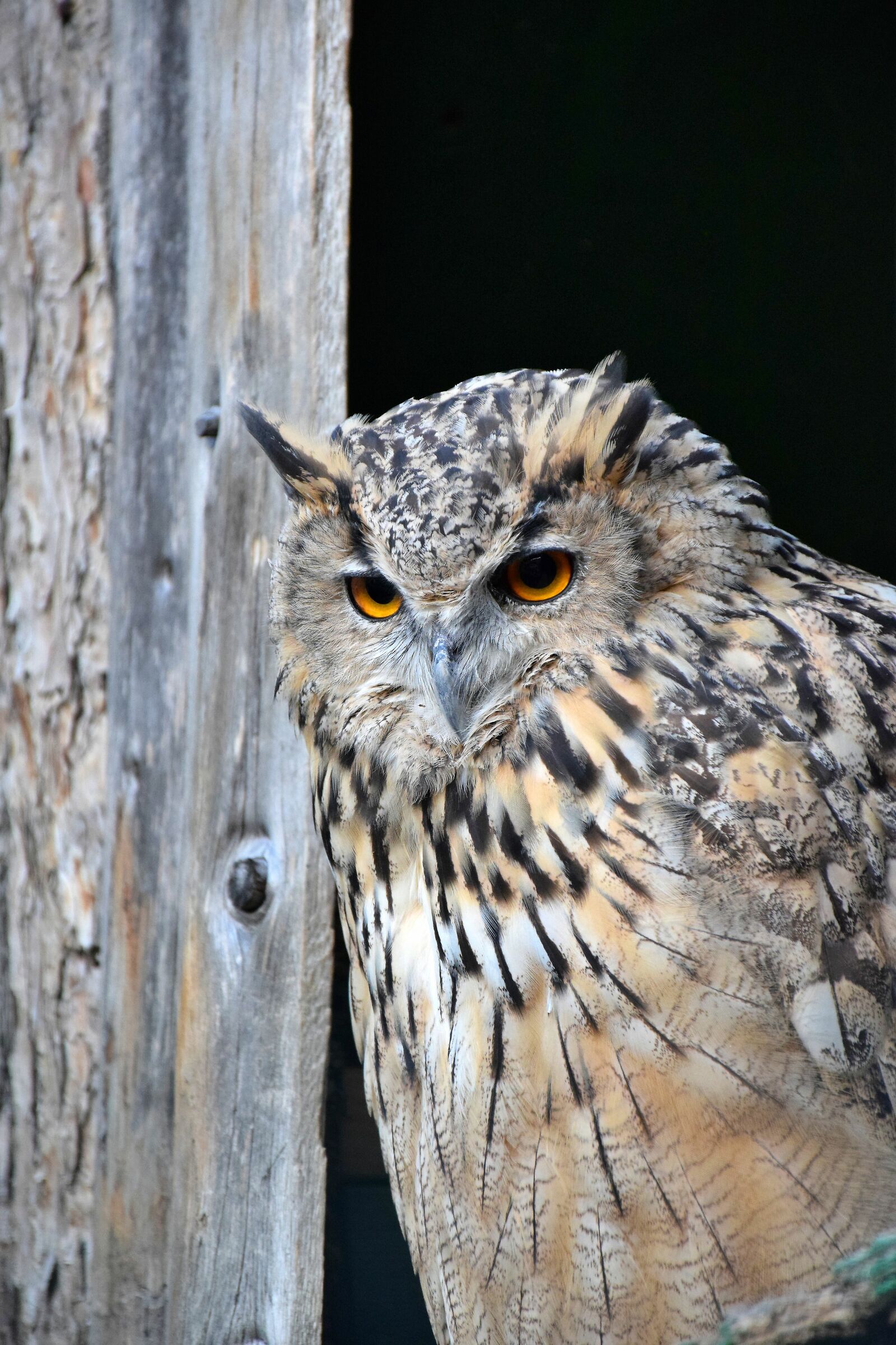 Bubo bengalensis