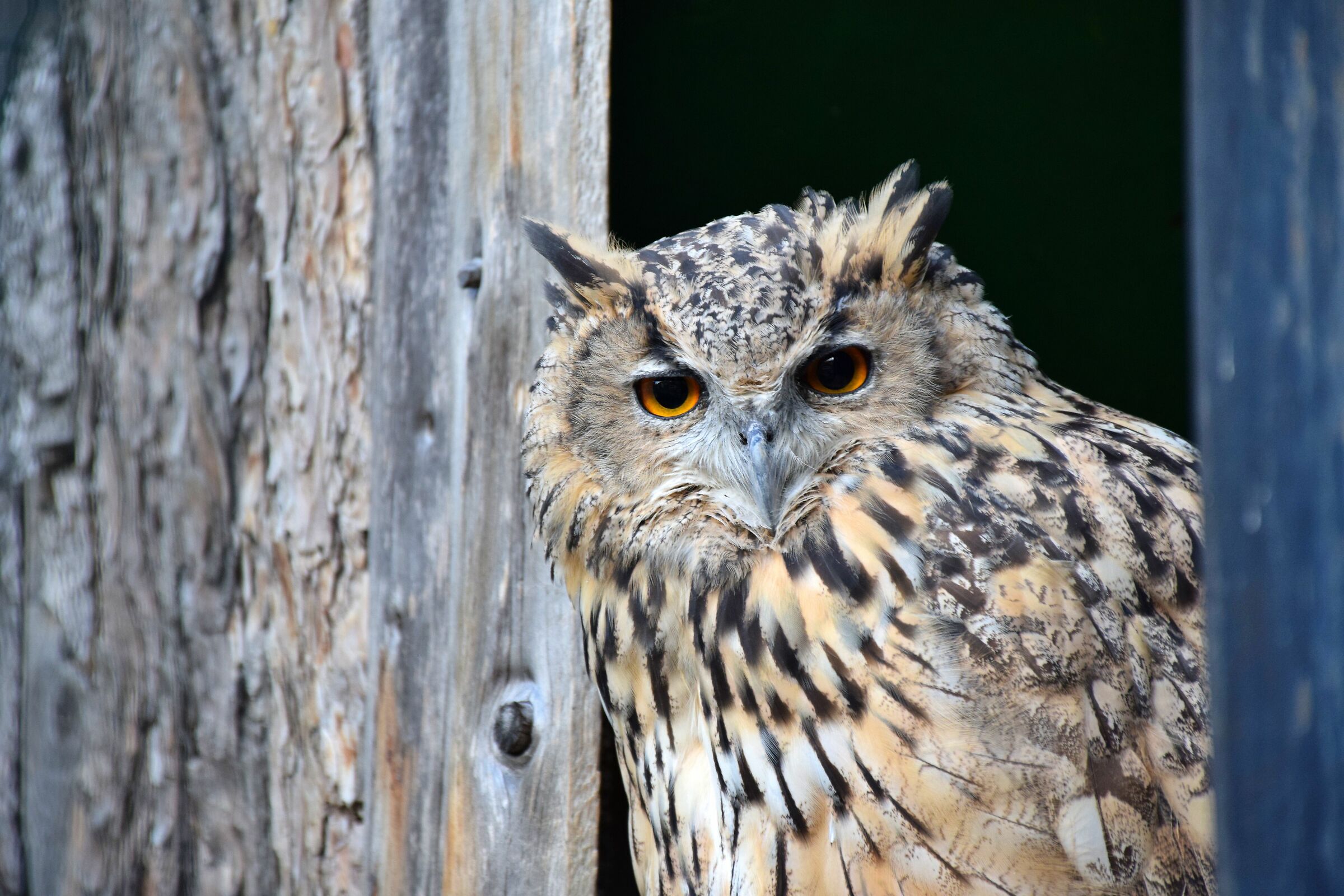 Bubo bengalensis