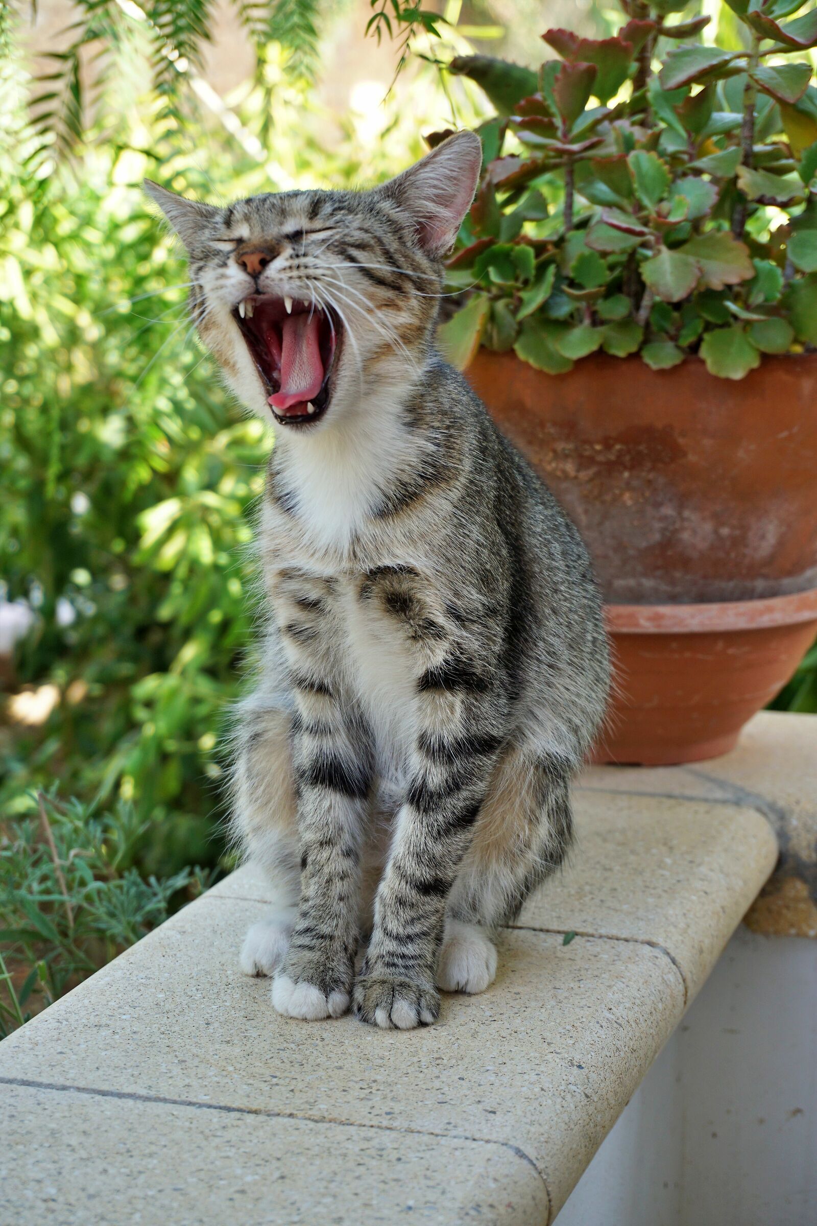 The roar of the little tiger