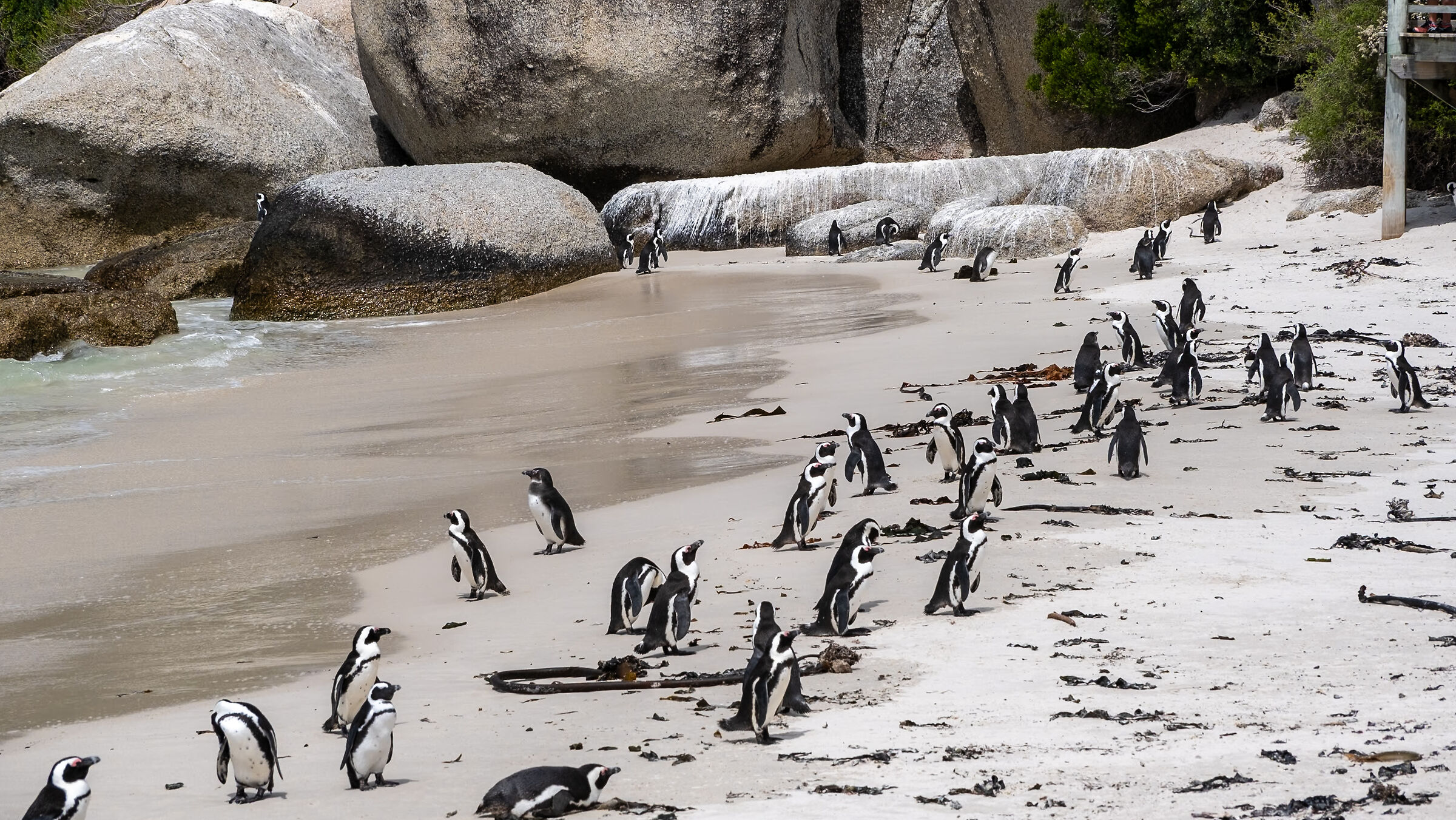 South Africa Boulders Beach