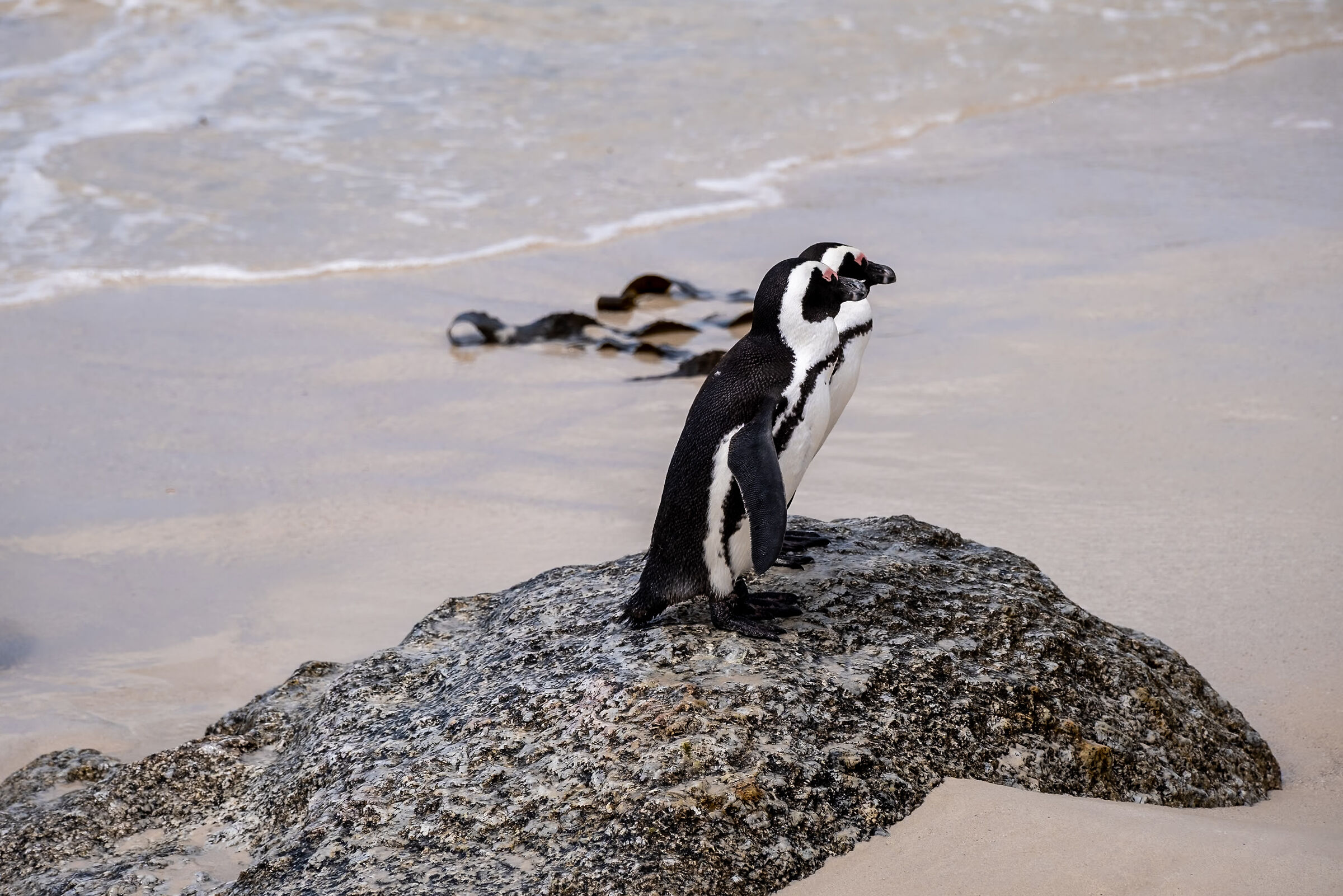 South Africa Boulders Beach