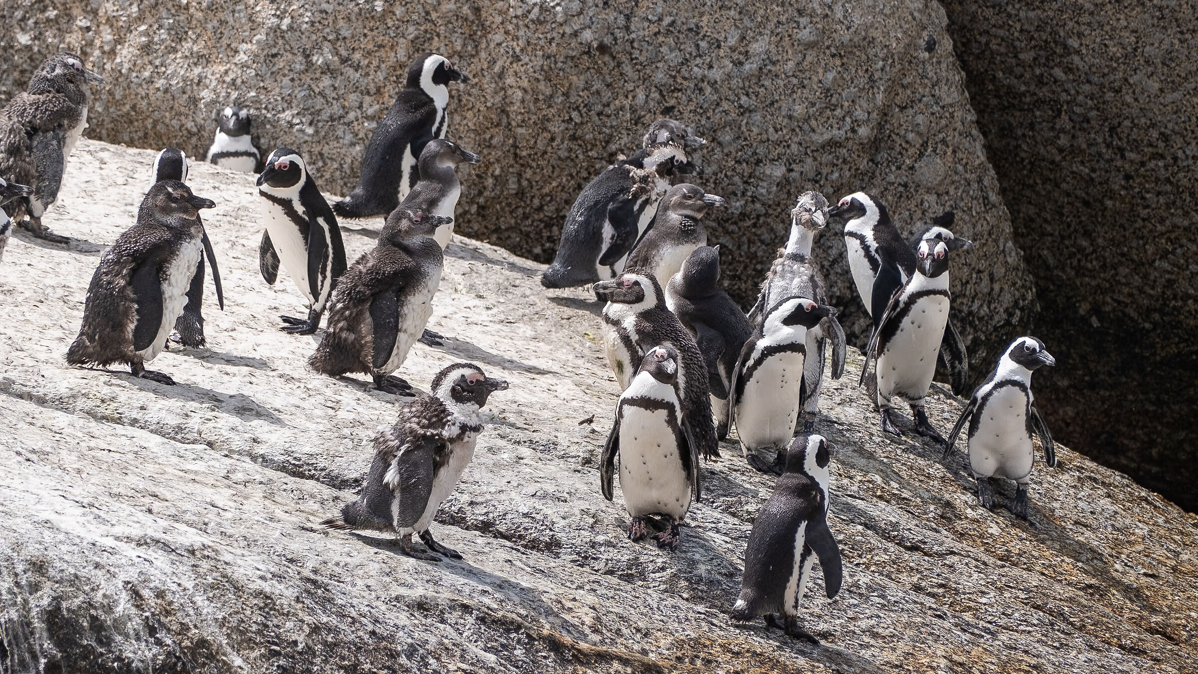 South Africa Boulders Beach