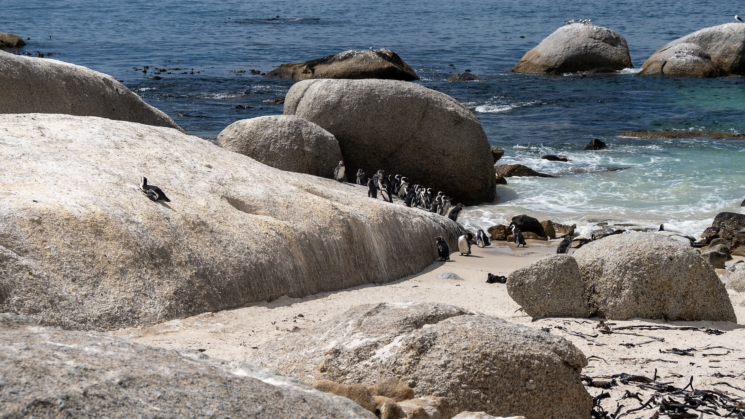 South Africa Boulders Beach