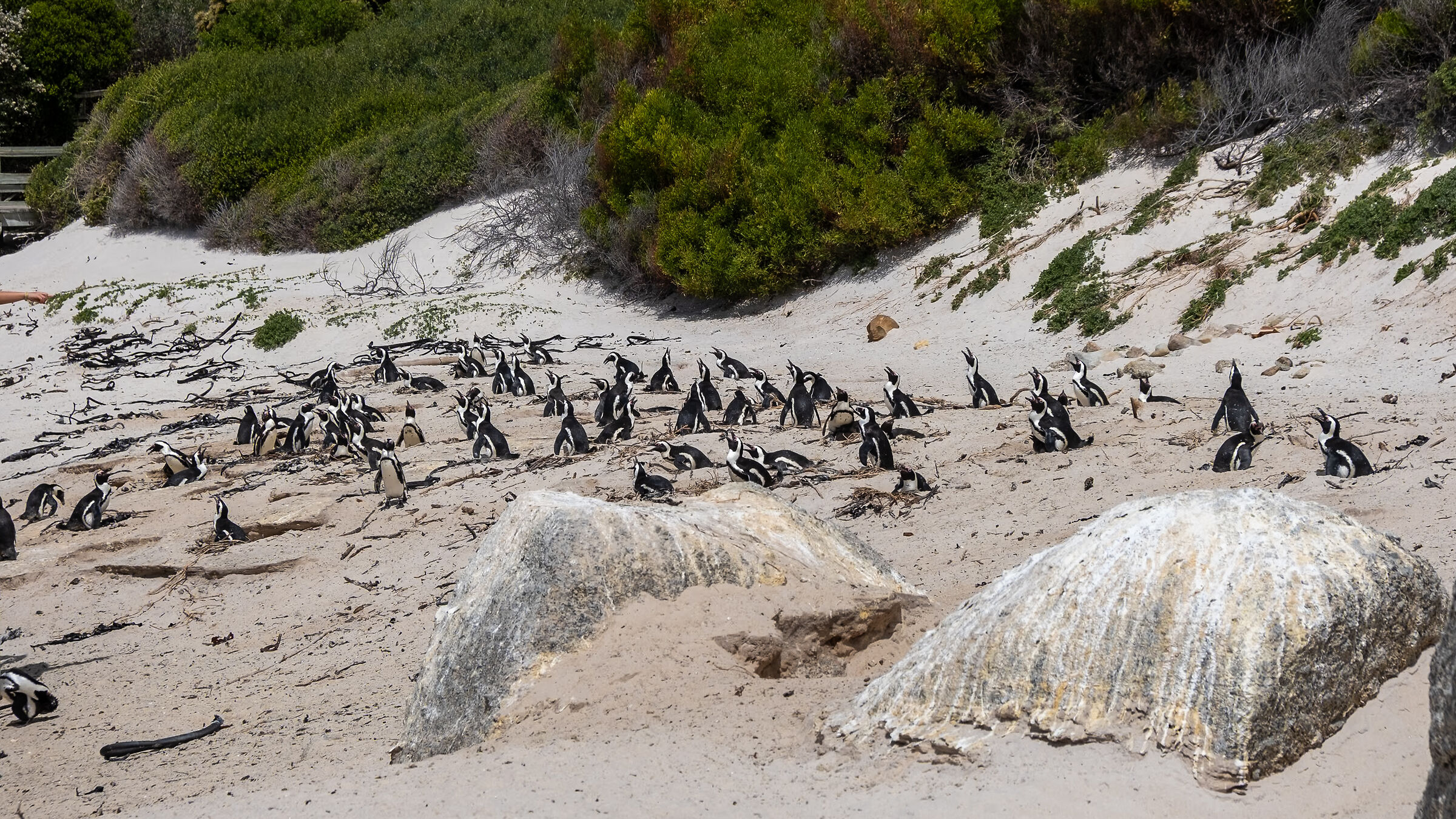 South Africa Boulders Beach