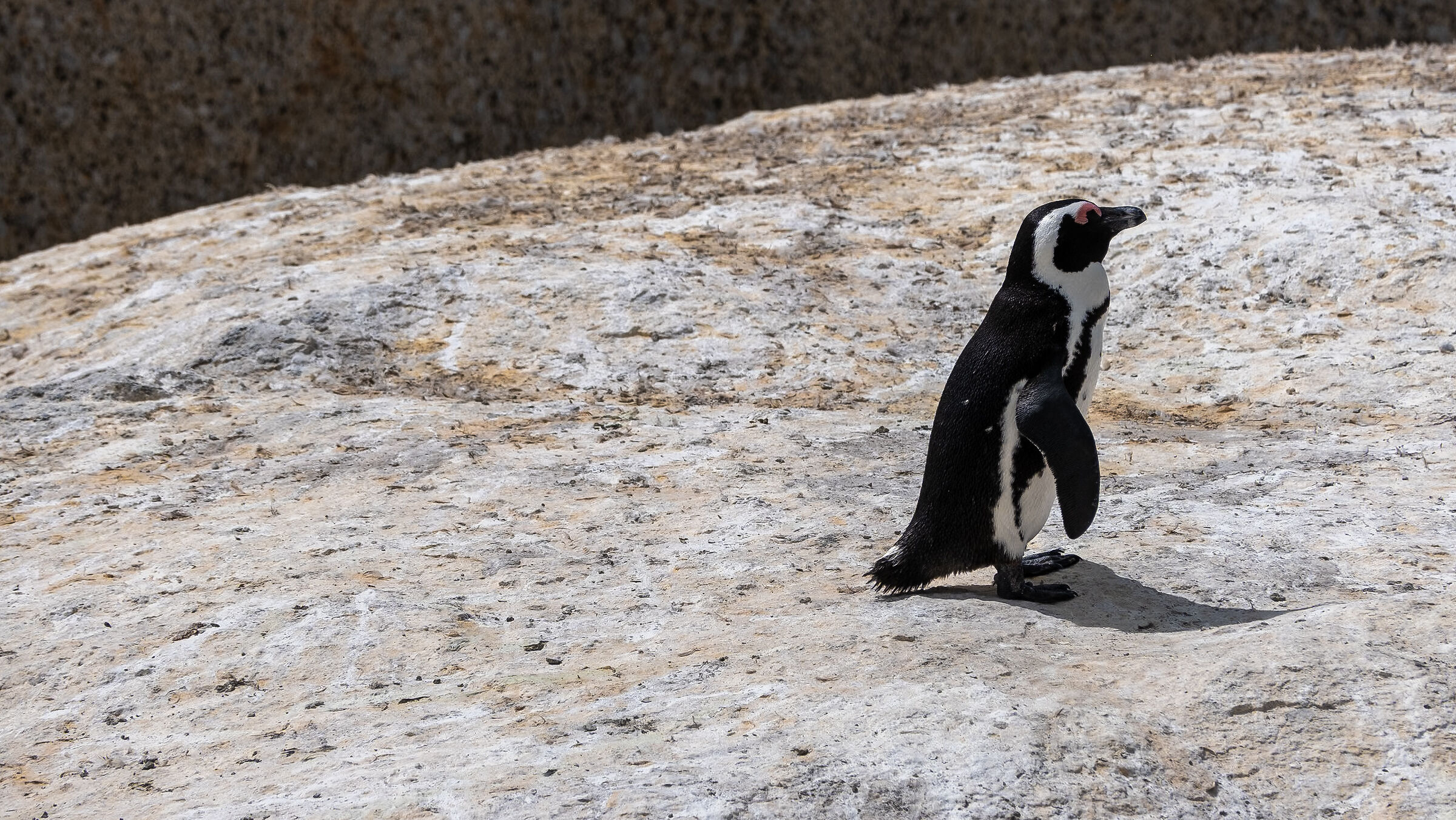 South Africa Boulders Beach