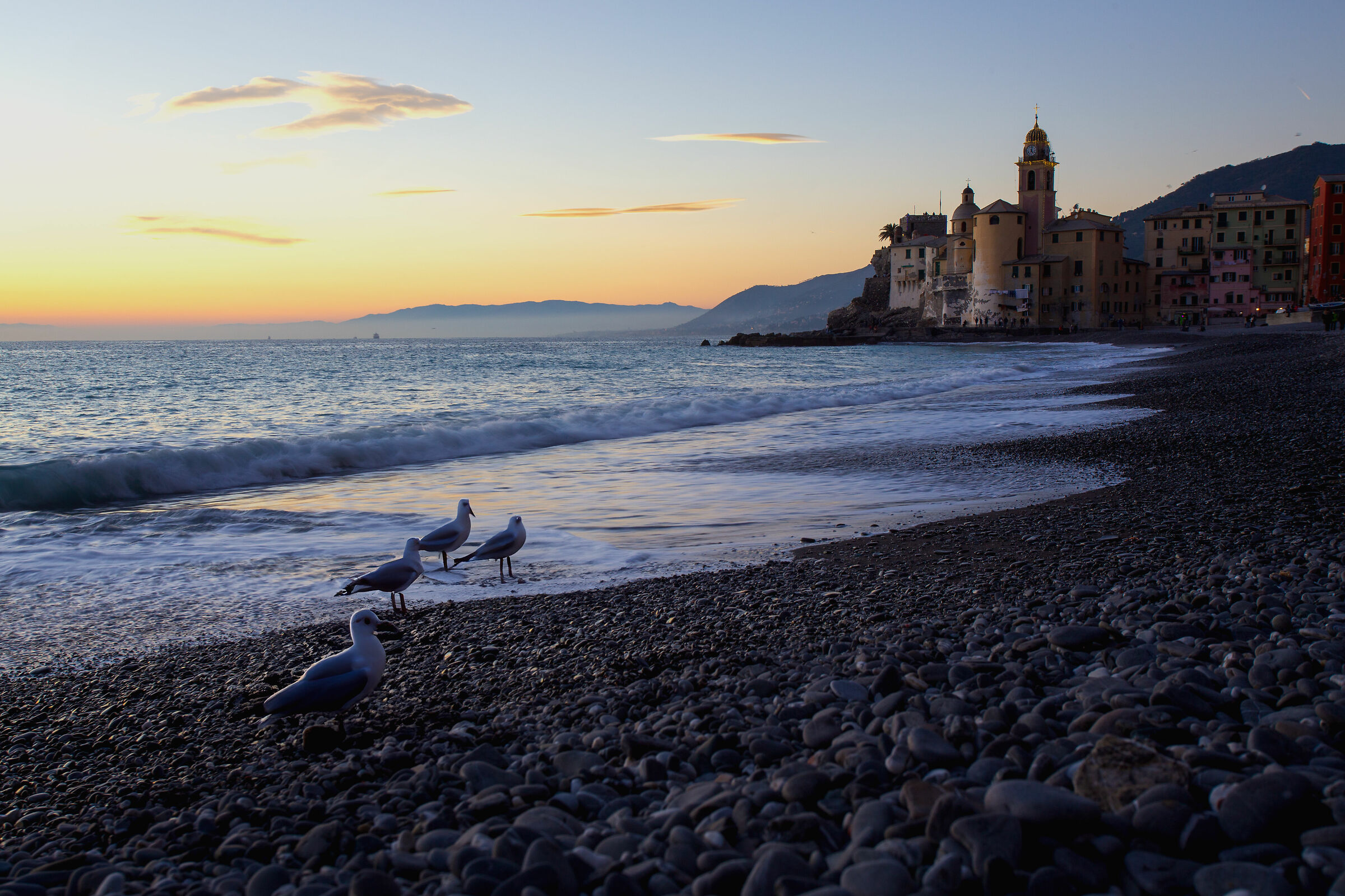 Twilight of the Seagull