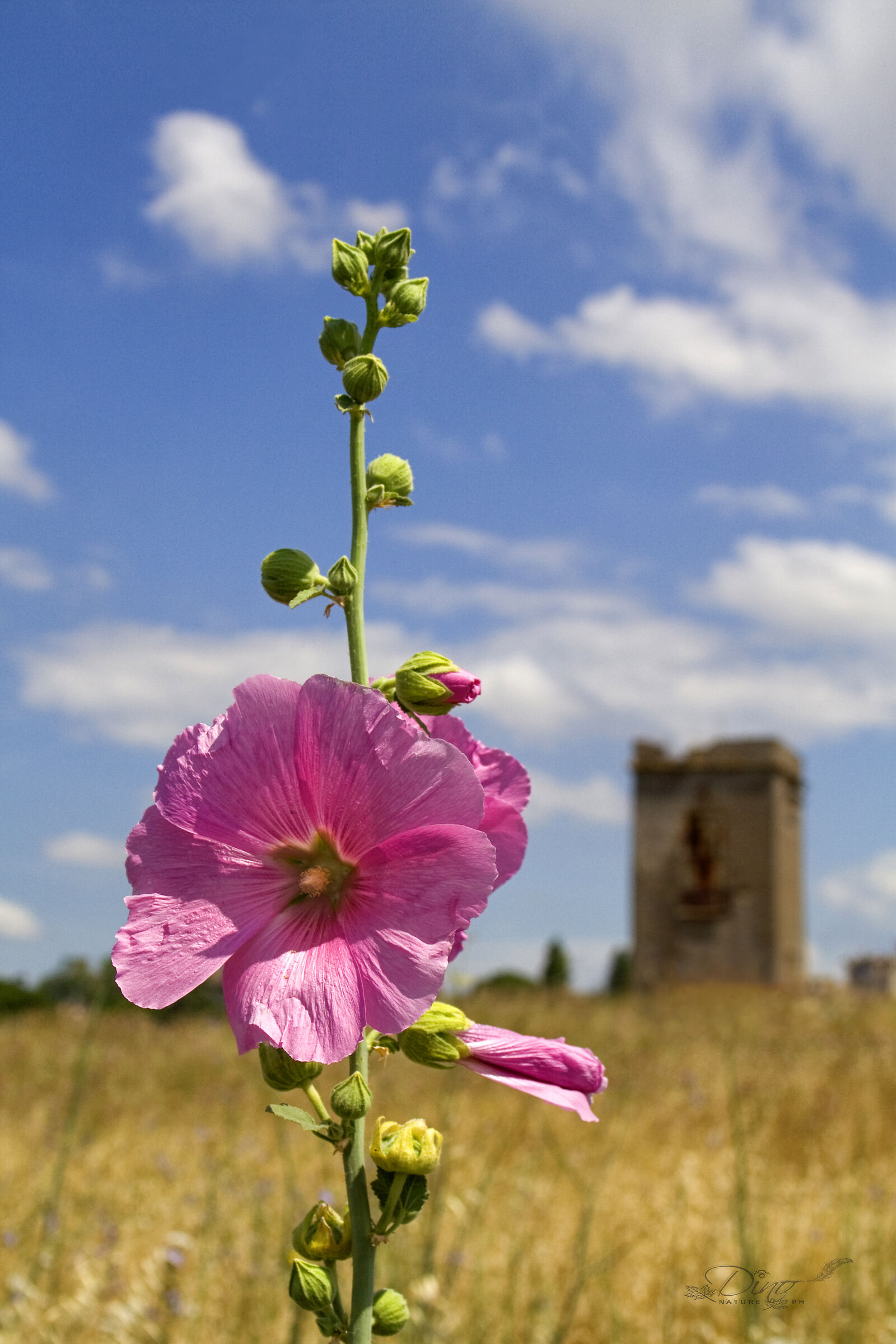 Silky Alcea