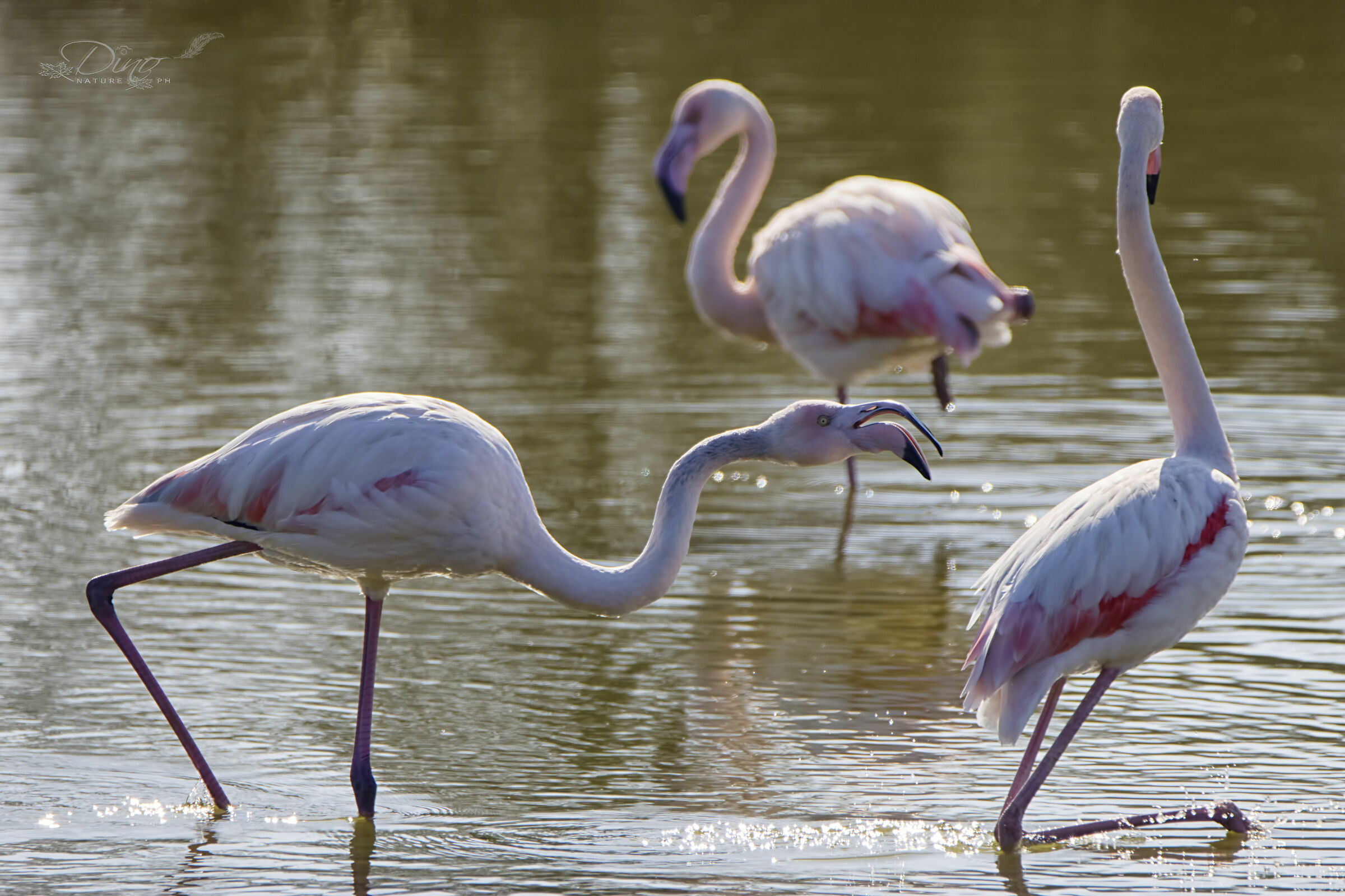 Flamingo skirmishes