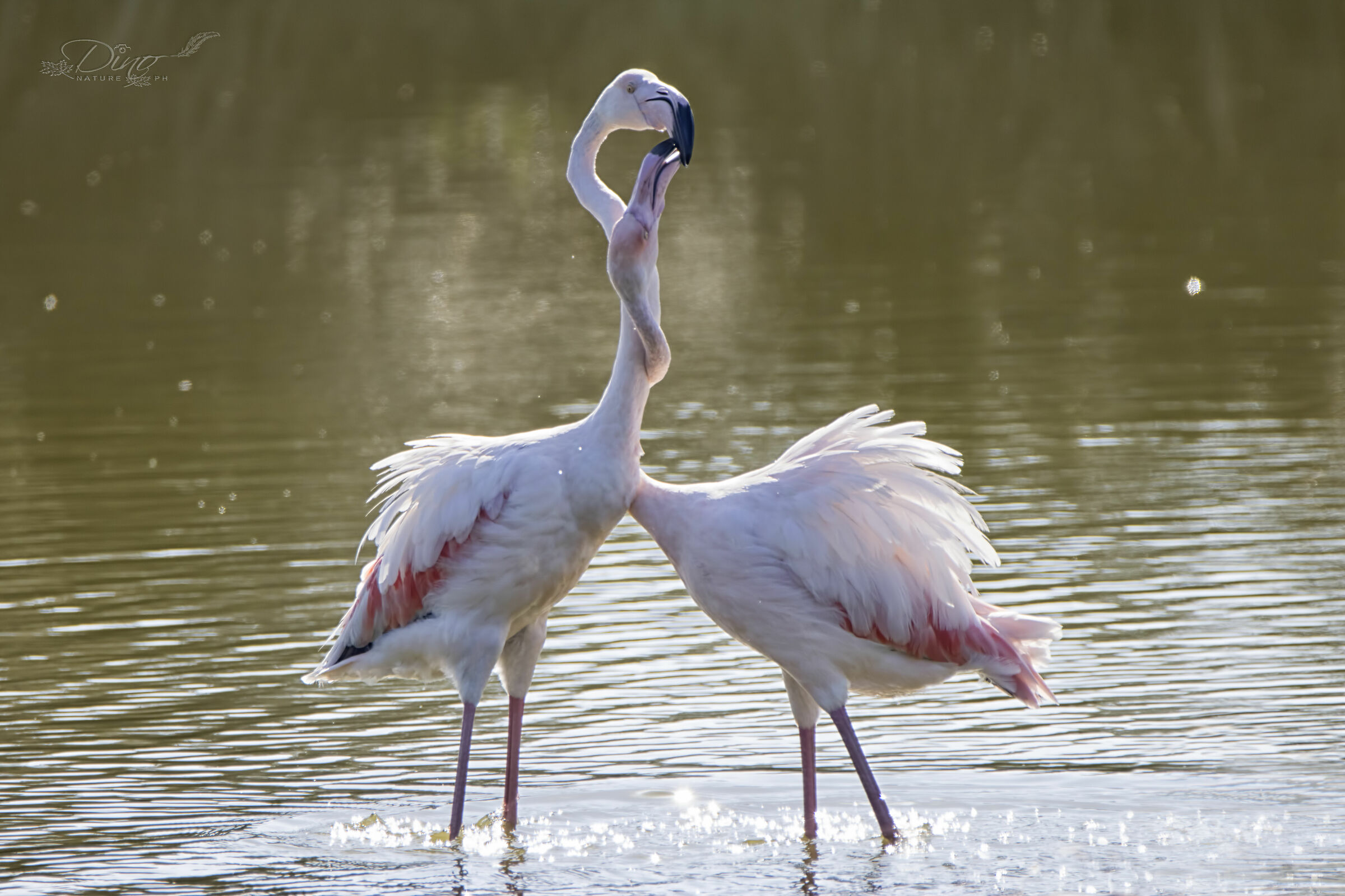 Pink flamingos bracket
