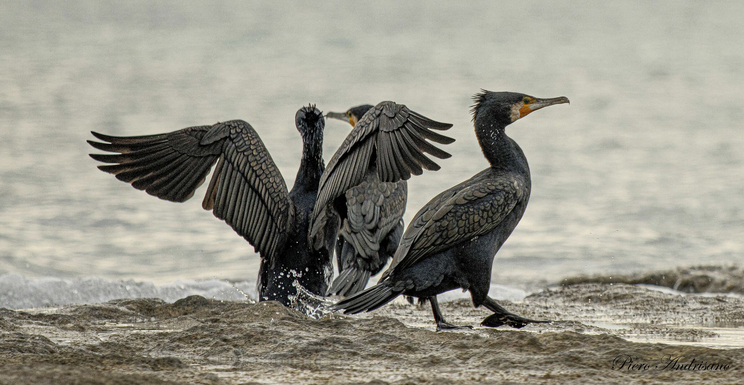 tower cormorants Borraco Marina di Manduria TA