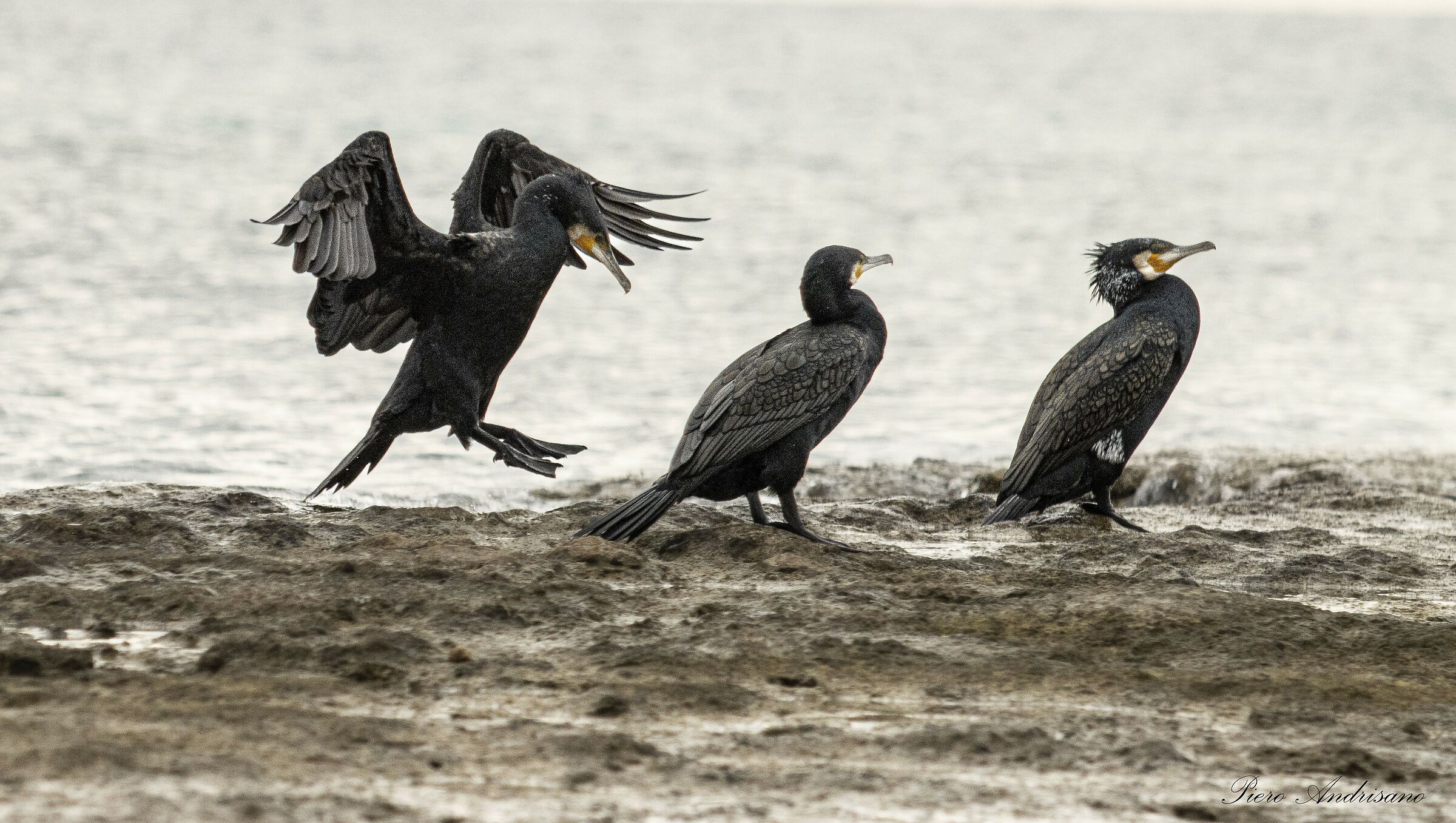 tower cormorants Borraco Marina di Manduria TA