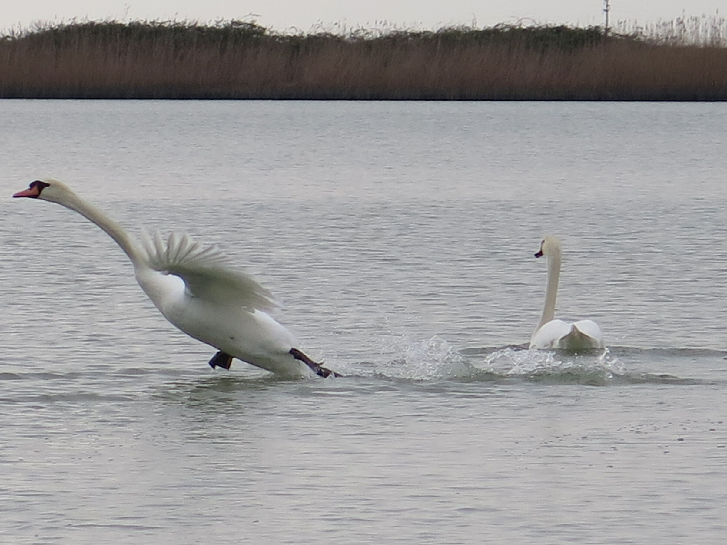 The Flight of the Swan