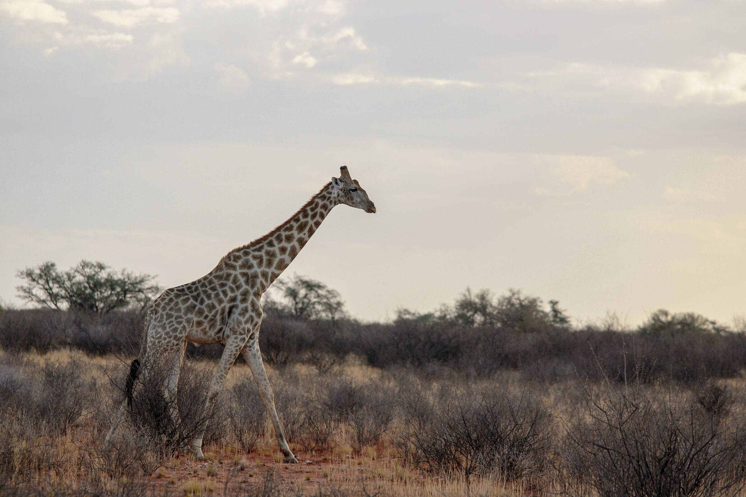 Giraffa nel Kalahari al tramonto