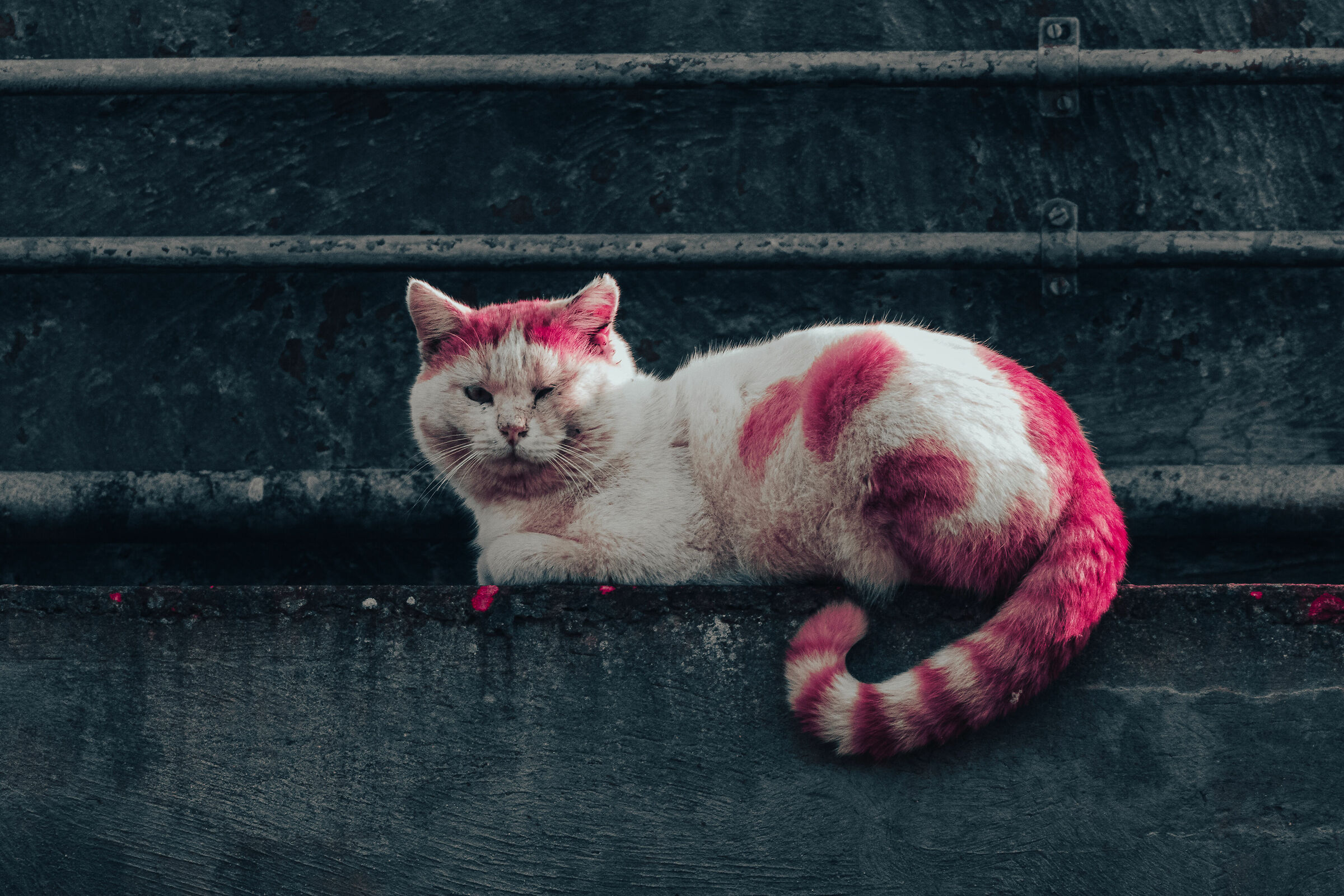 The Cheshire Cat