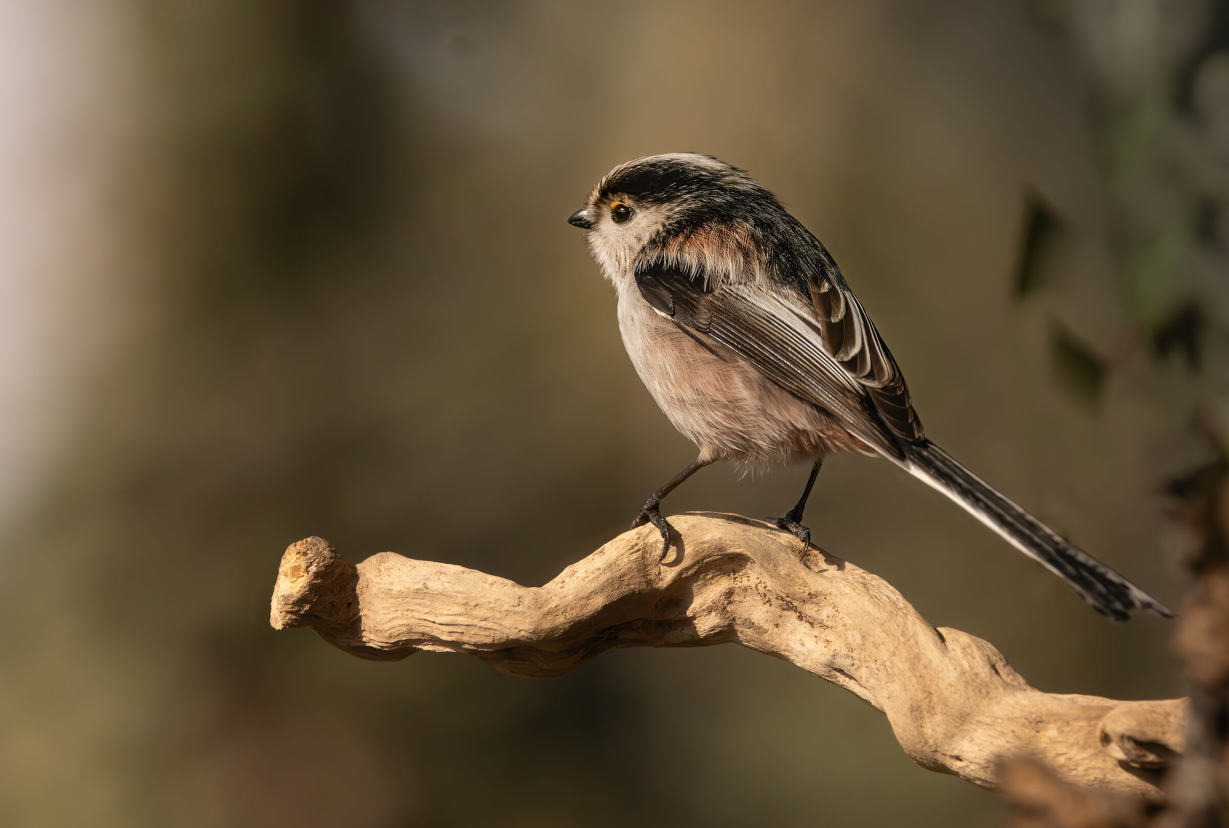 Lonely long-tailed