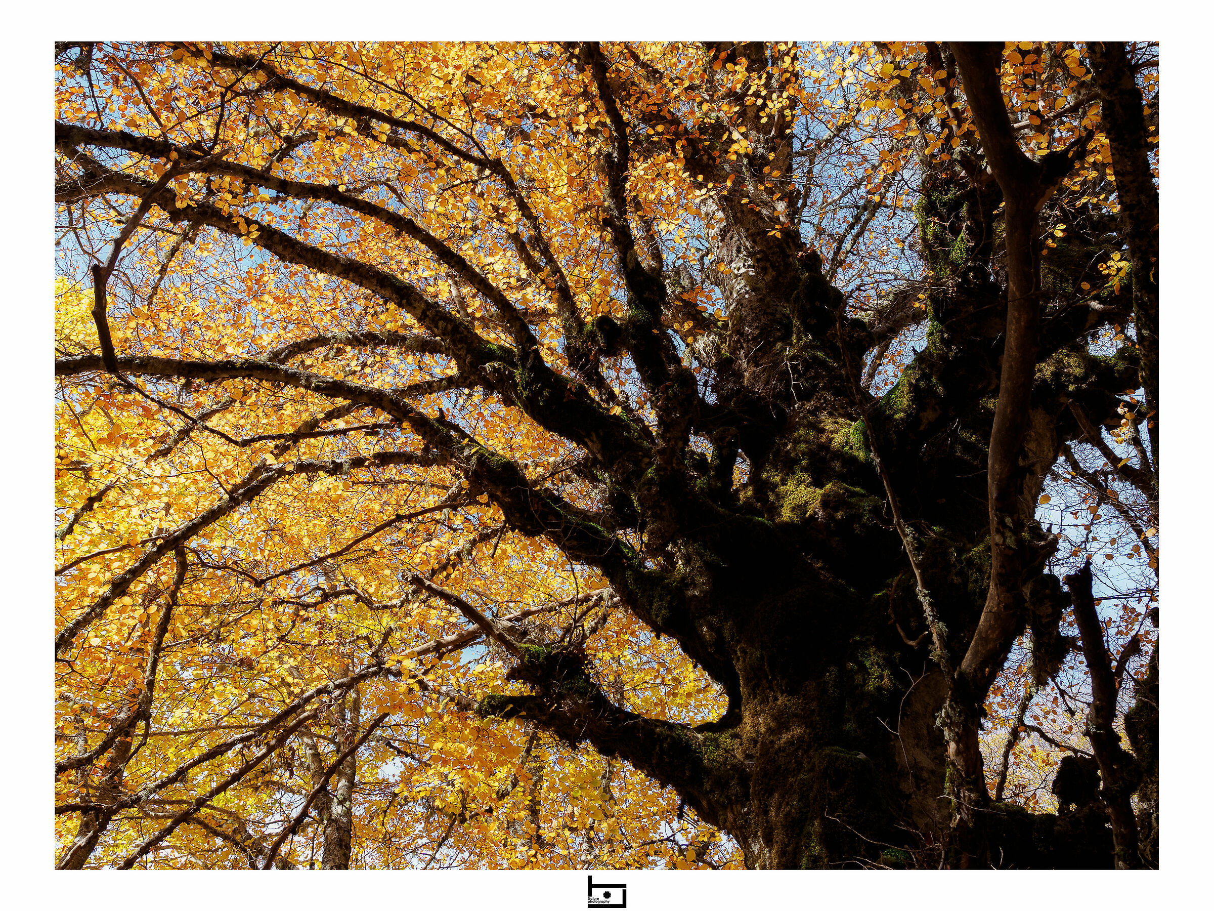 Autumn::embrace