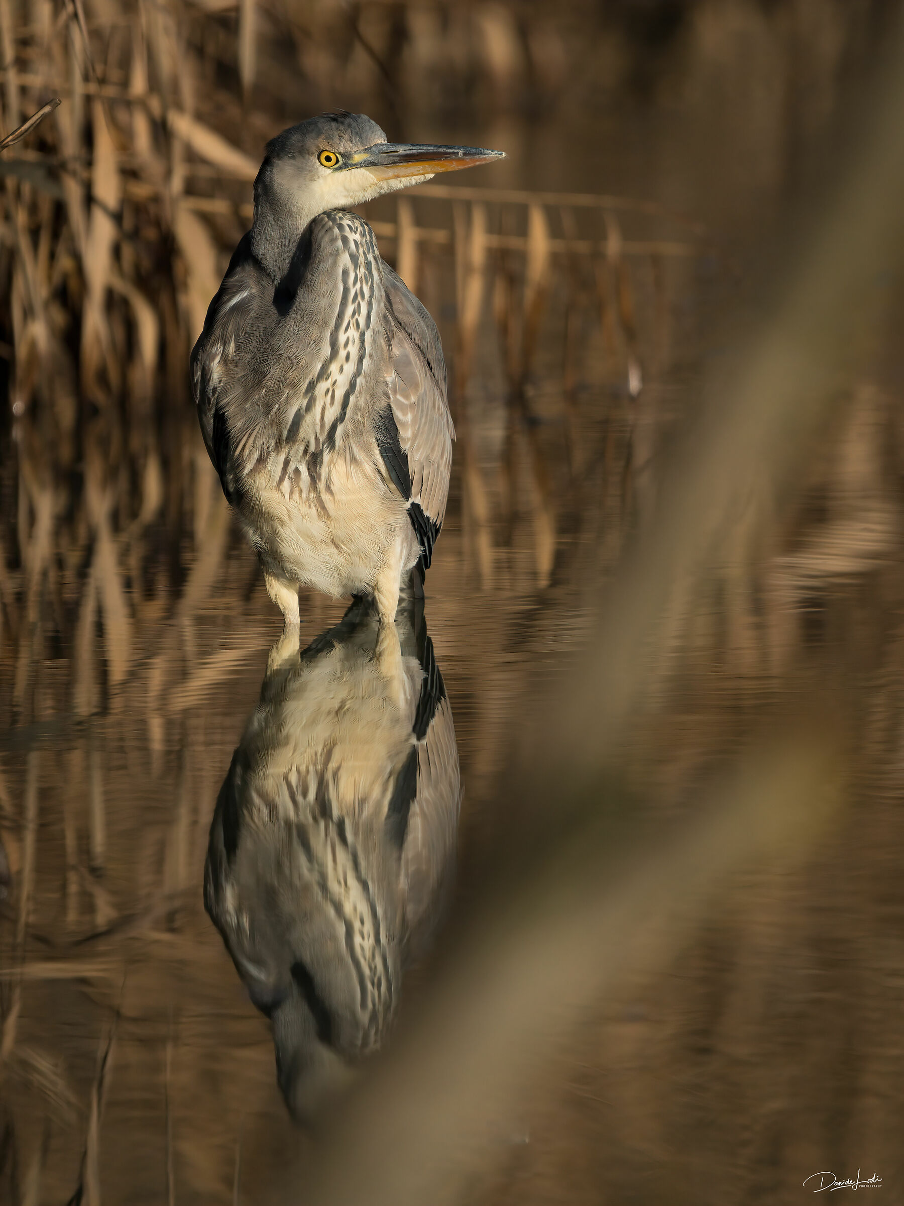 Grey heron