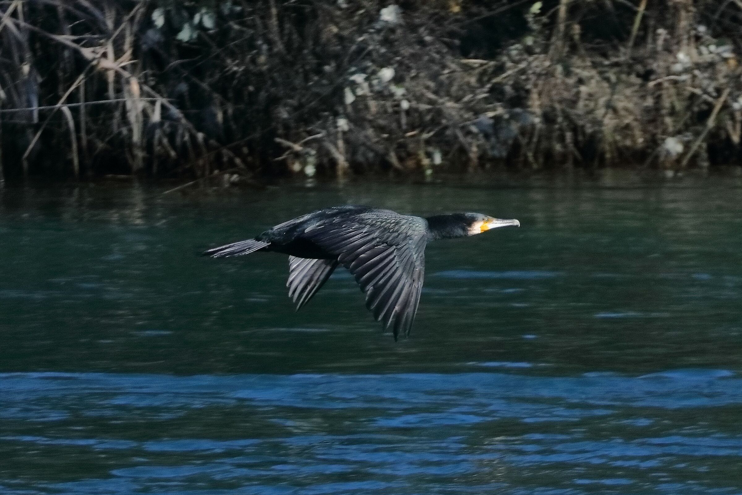 Cormorant 15-11-2023