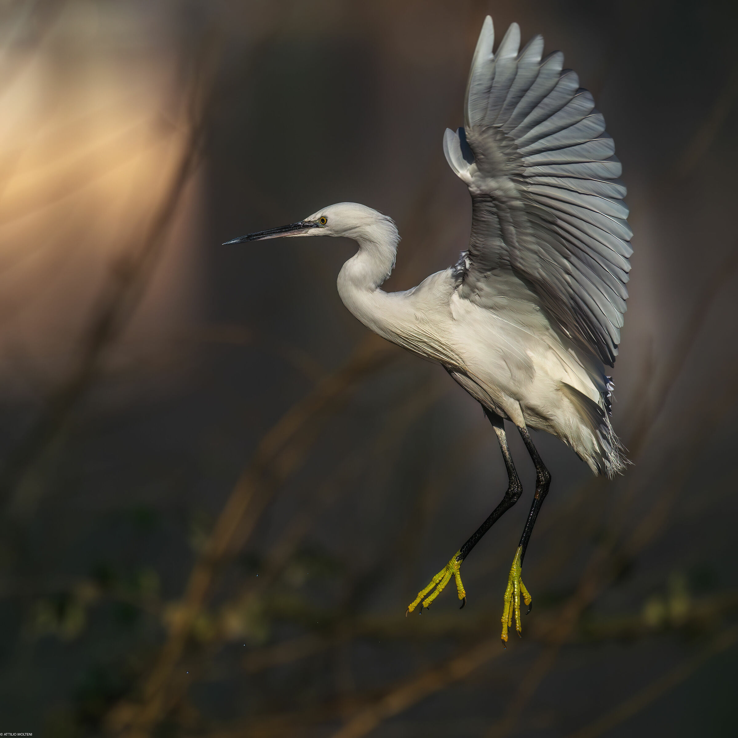 Egret