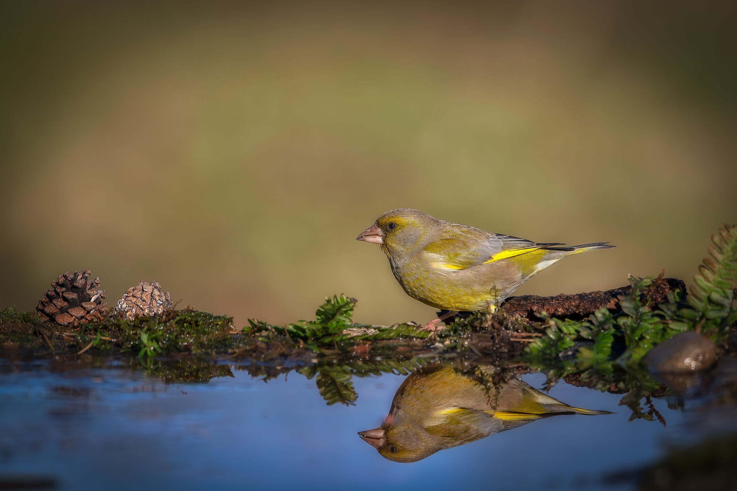 Verdone and his reflection