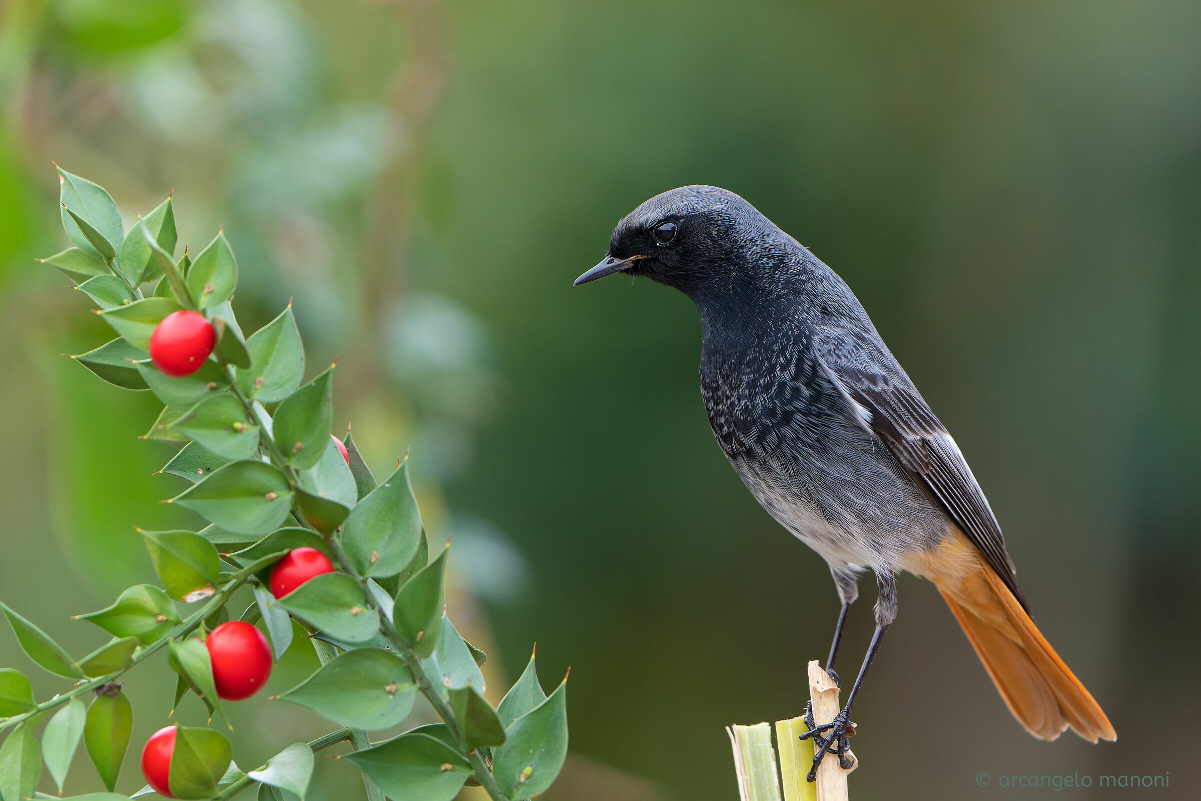 Pungitopo VS codirosso spazzacamino