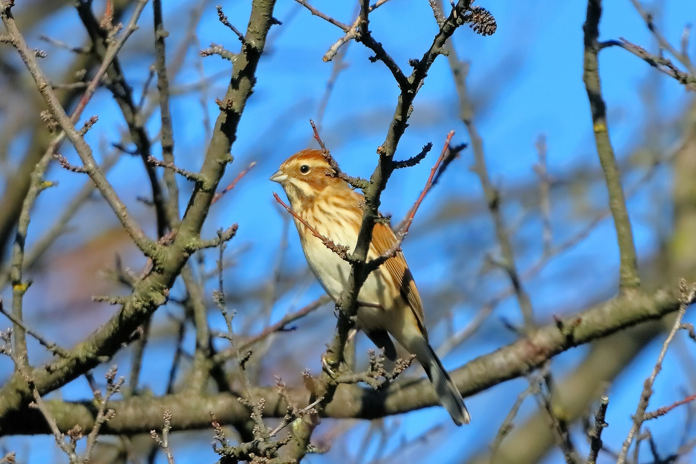 Migliarino 15-11-2023