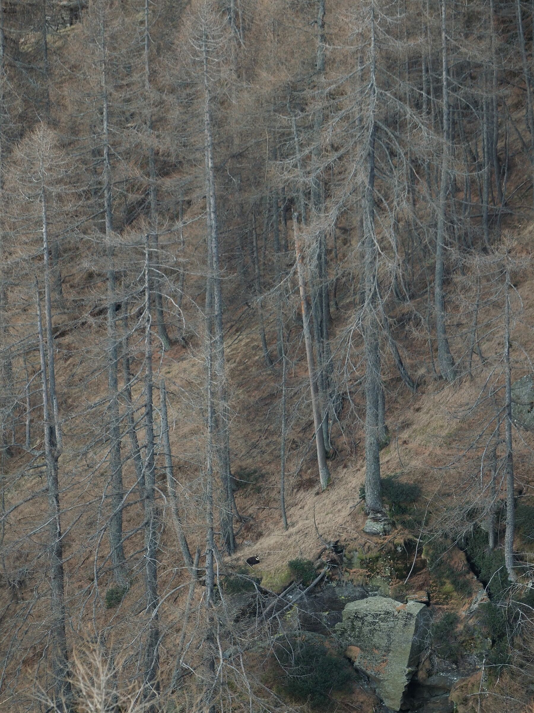 Chamois