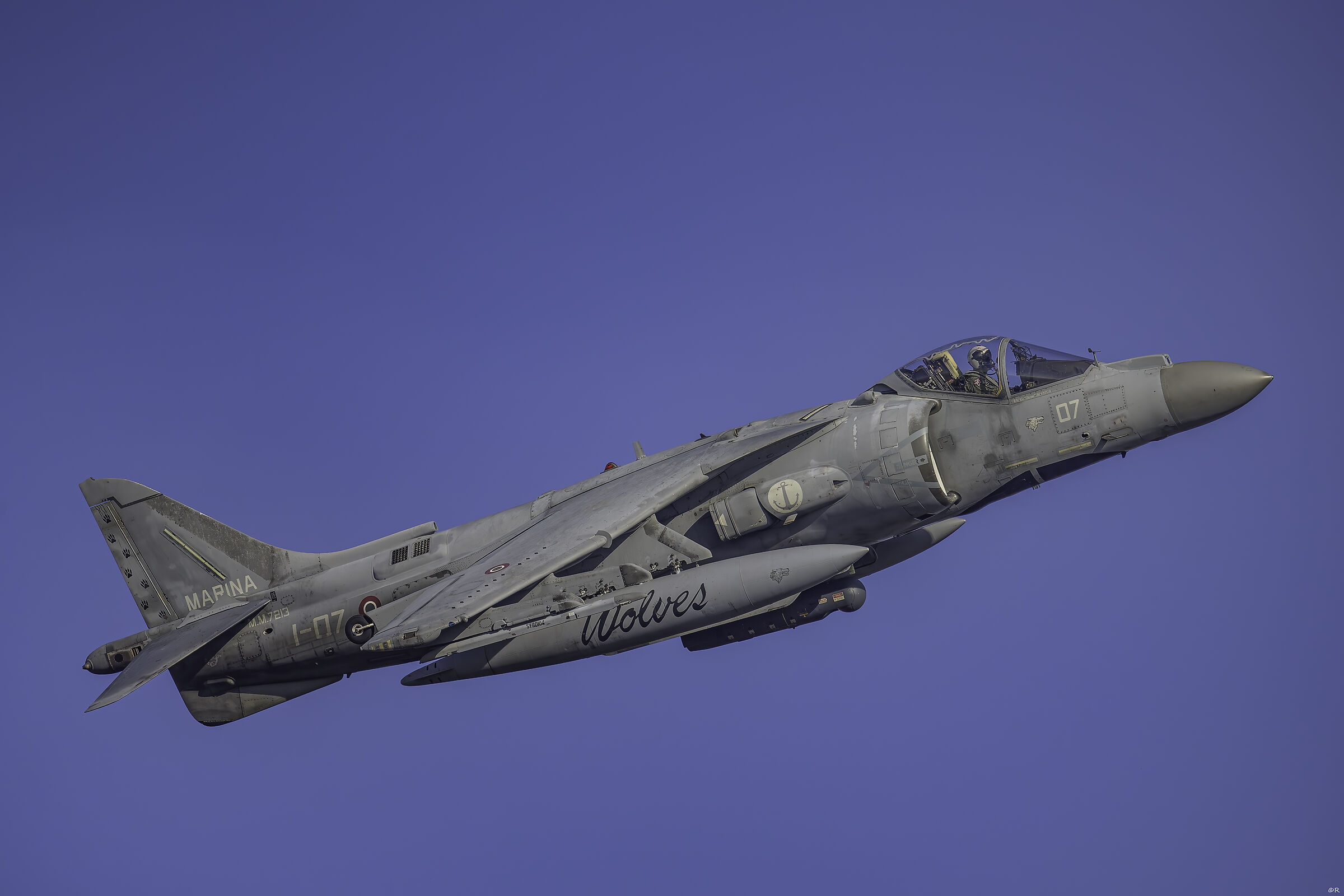 wolves harrier