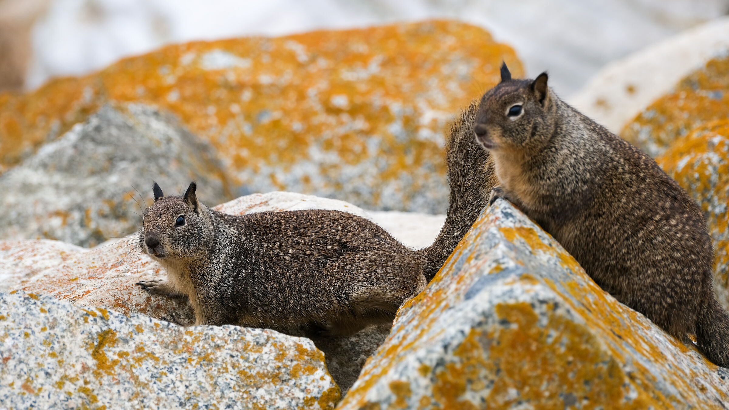Baya di Monterey Marmots