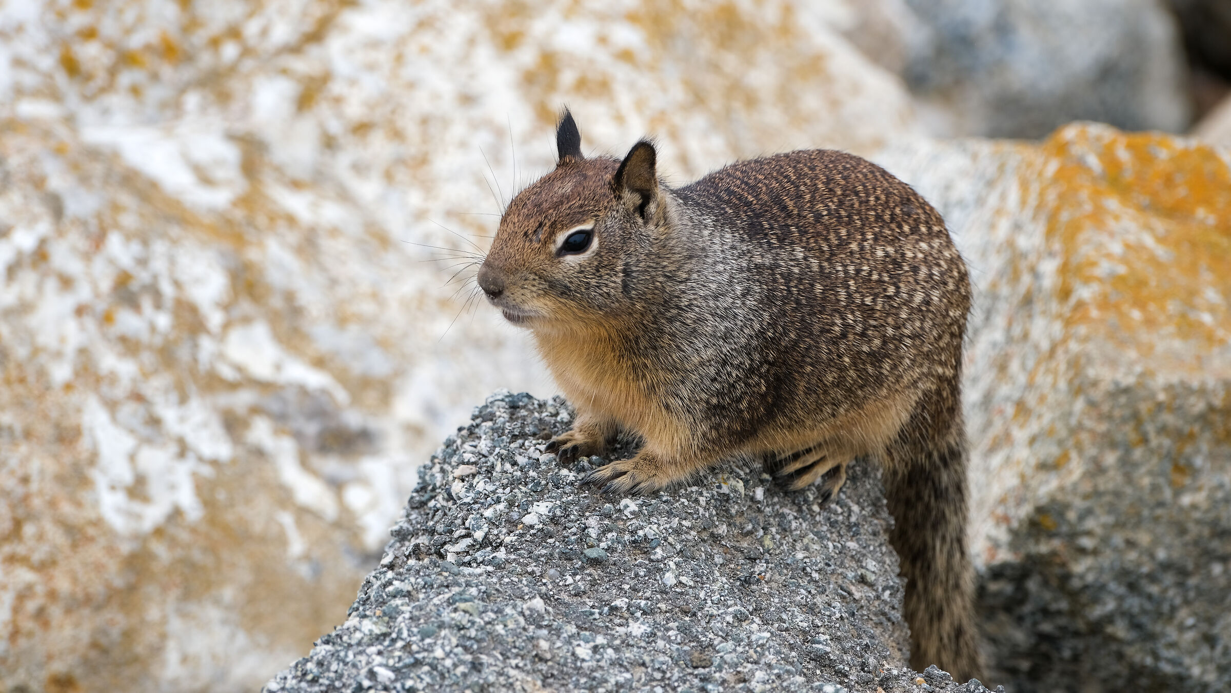 Baya di Monterey Marmots