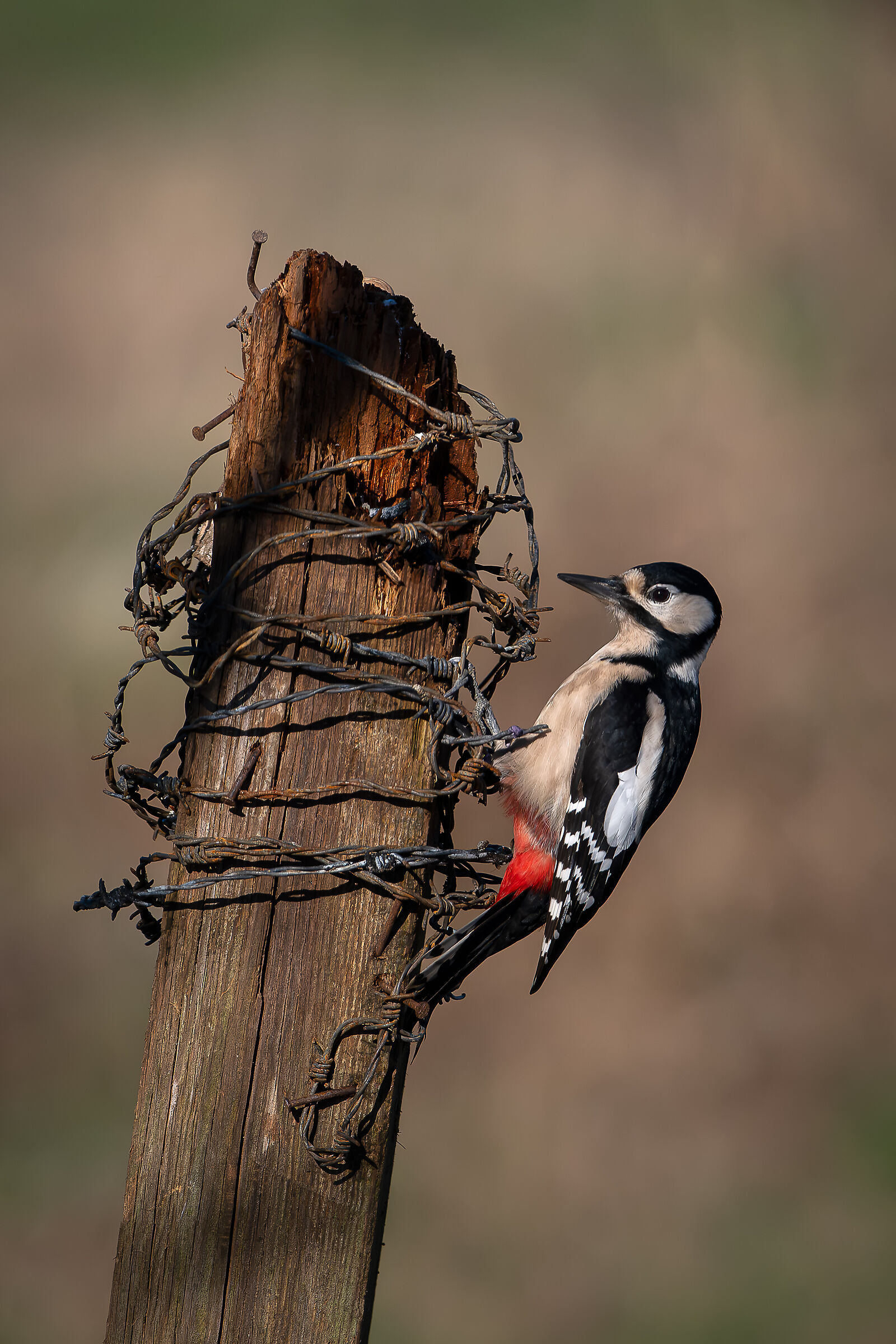 Spotted woodpecker #capannocora
