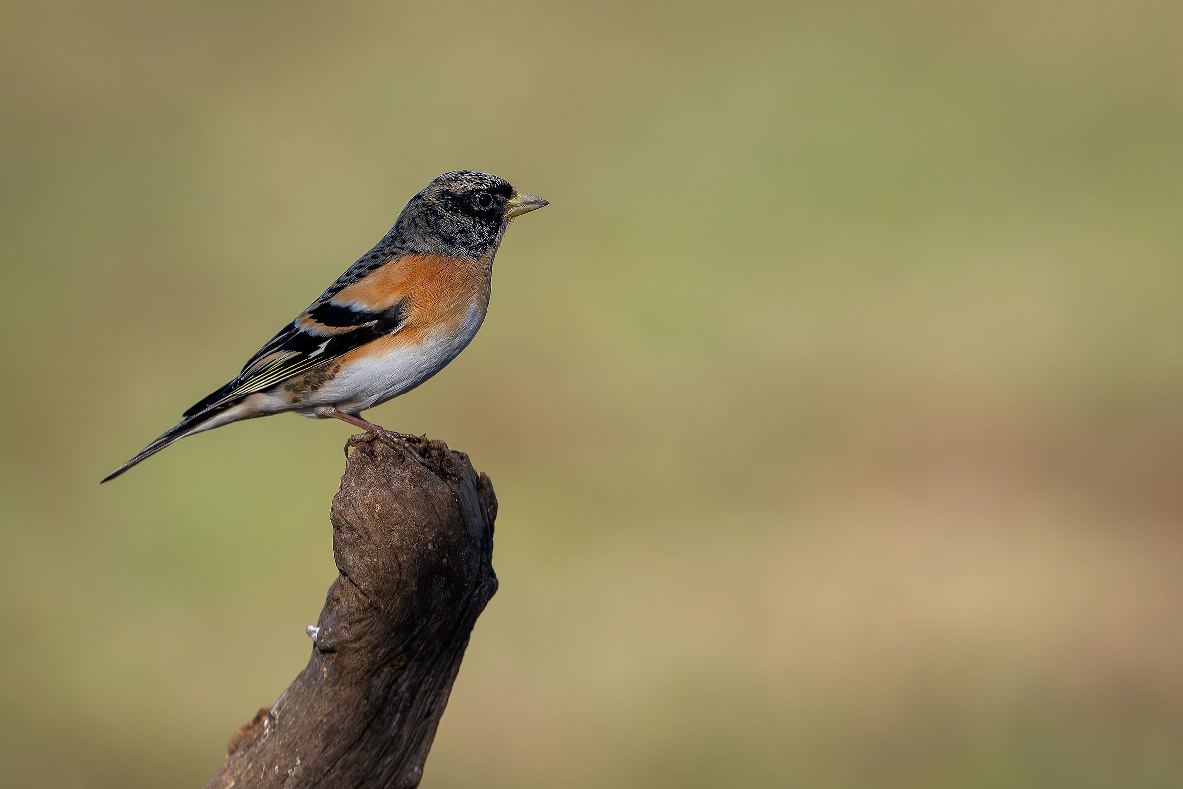 Peppola #capannocora