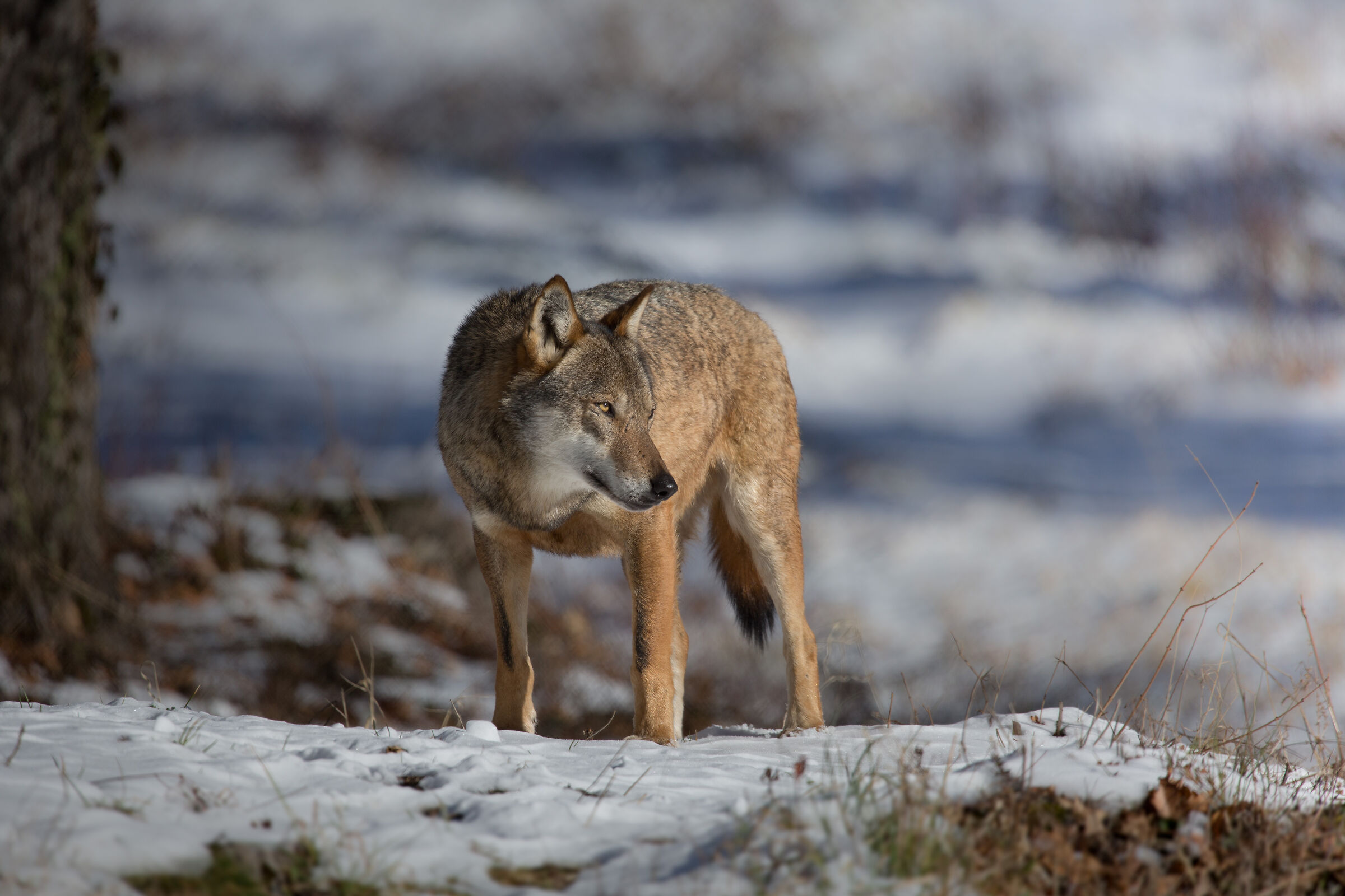 Wolf in the first snow 2024