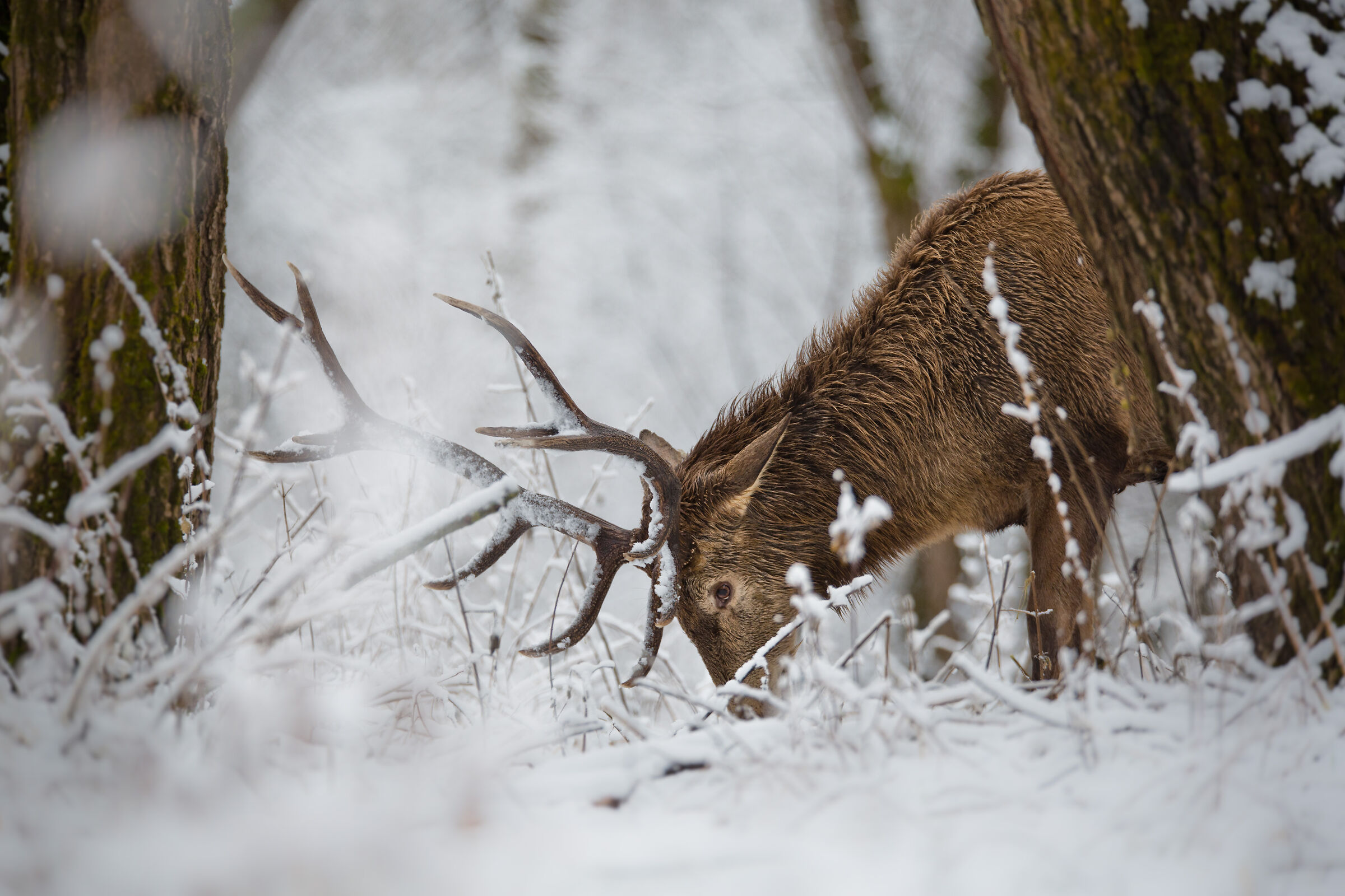Deer in the magic of the snow
