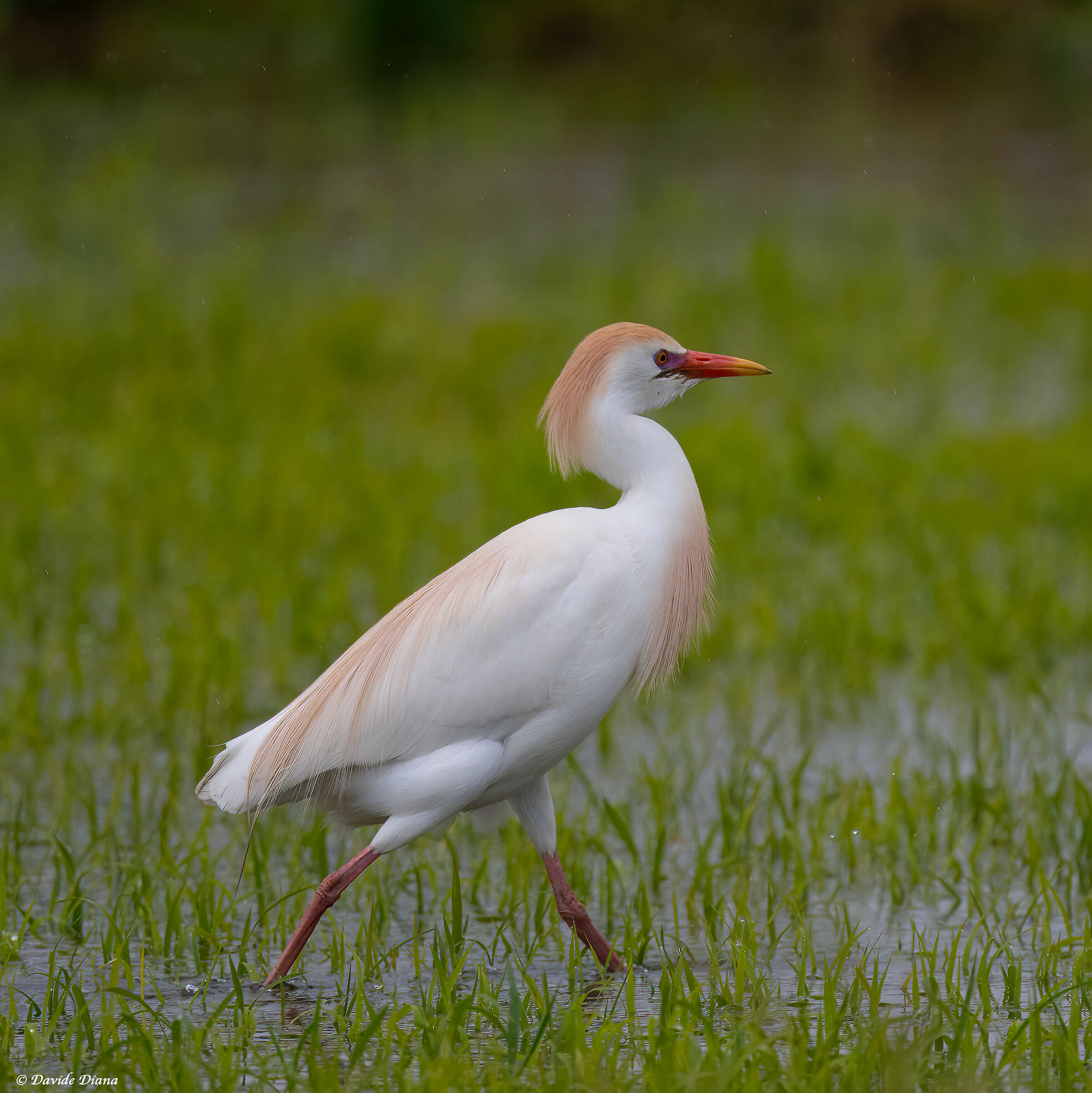 Bubulcus Ibis