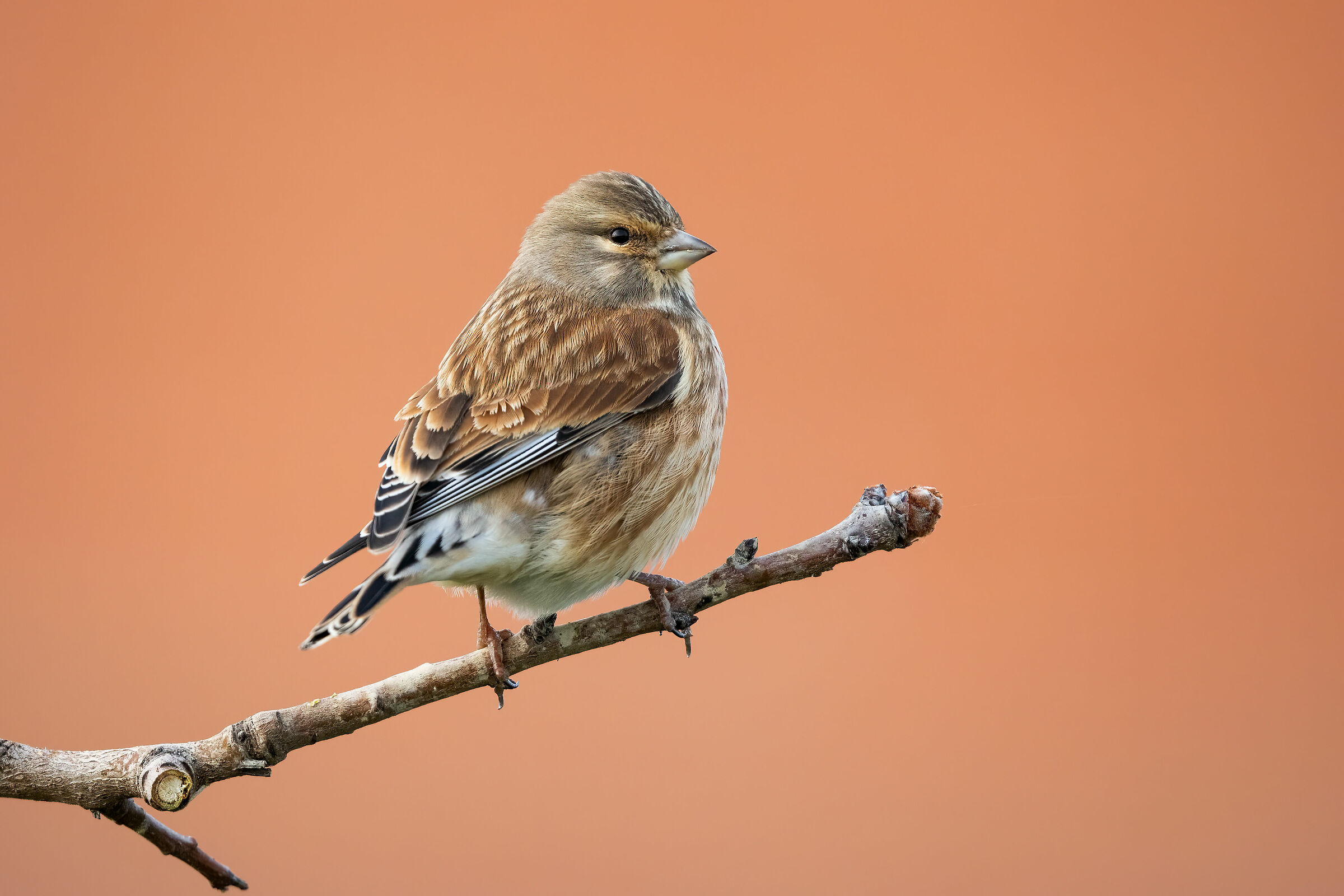 Fanello (Linaria cannabina)