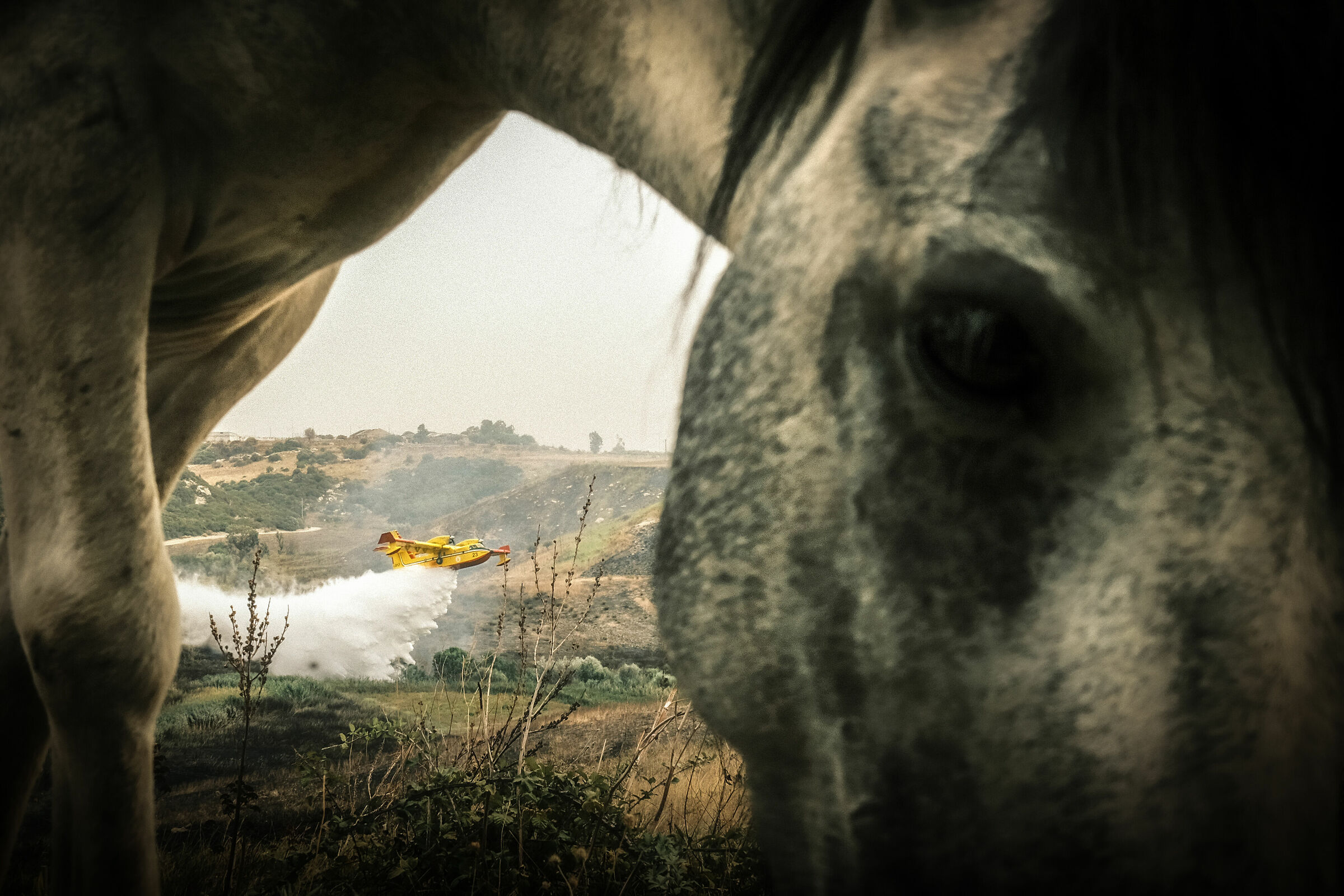 Canadair in foam release