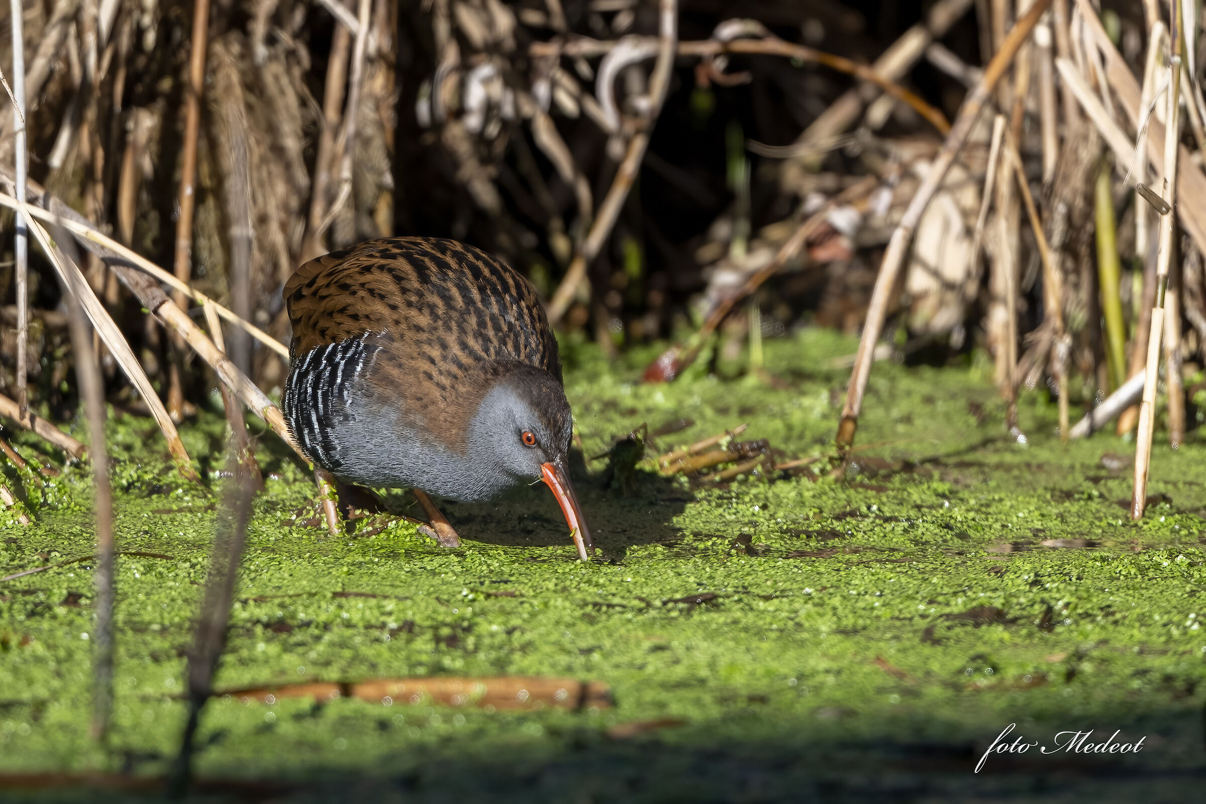 Water rail