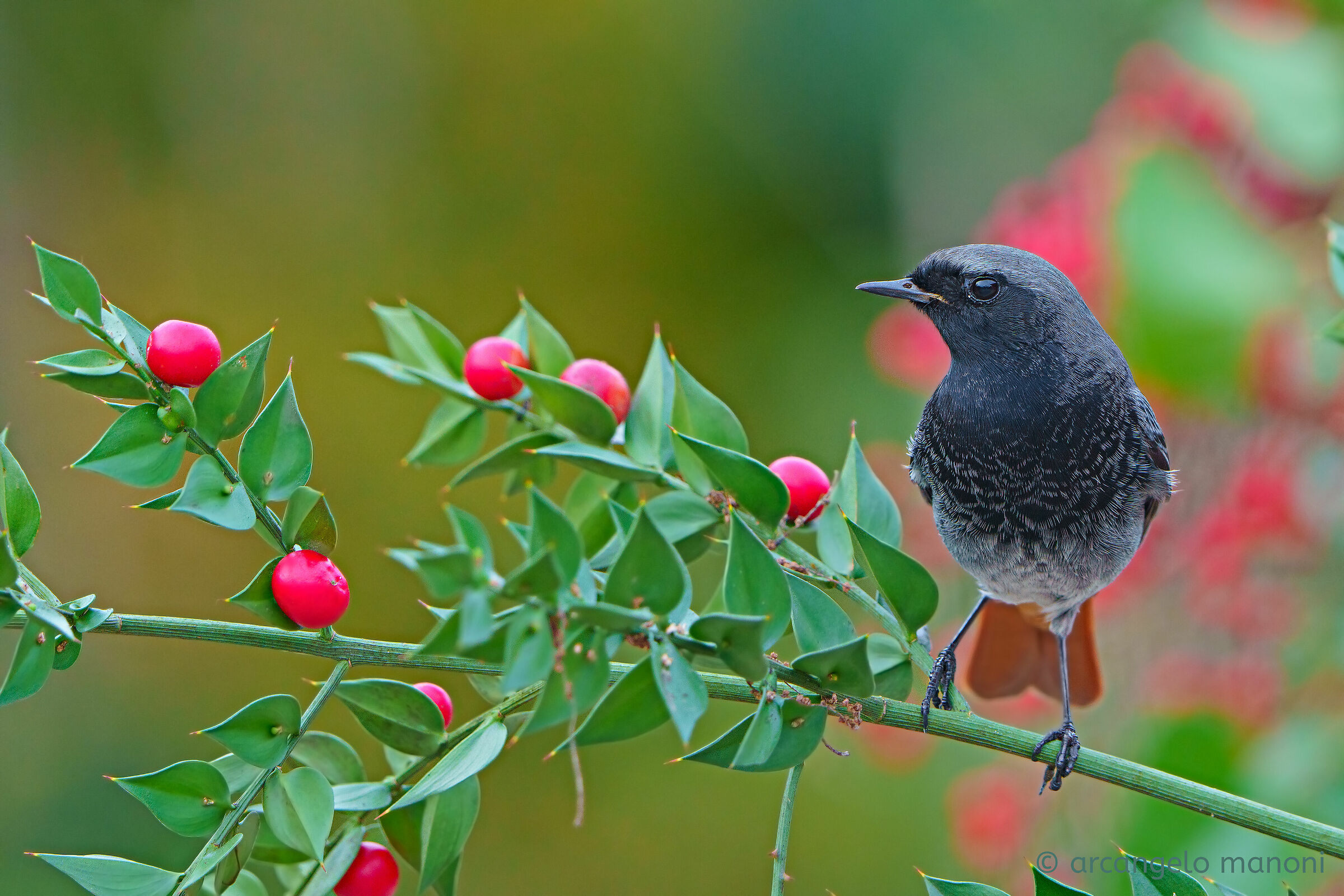 A spasso fra i pungitopi