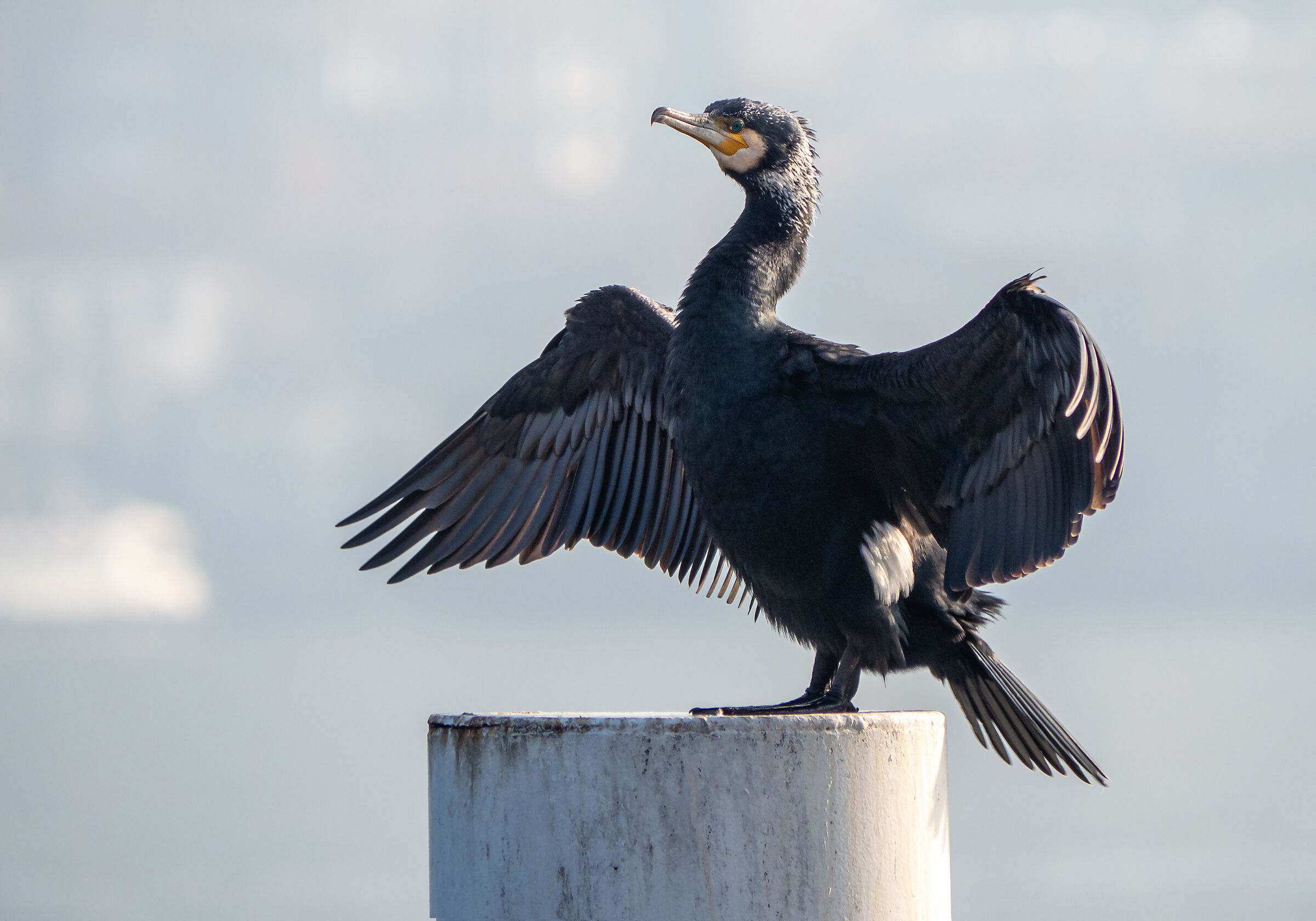 Cormorano