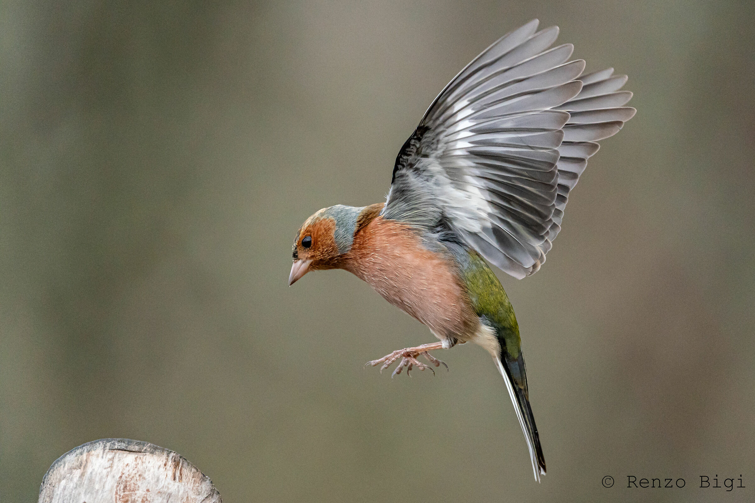 Chaffinch